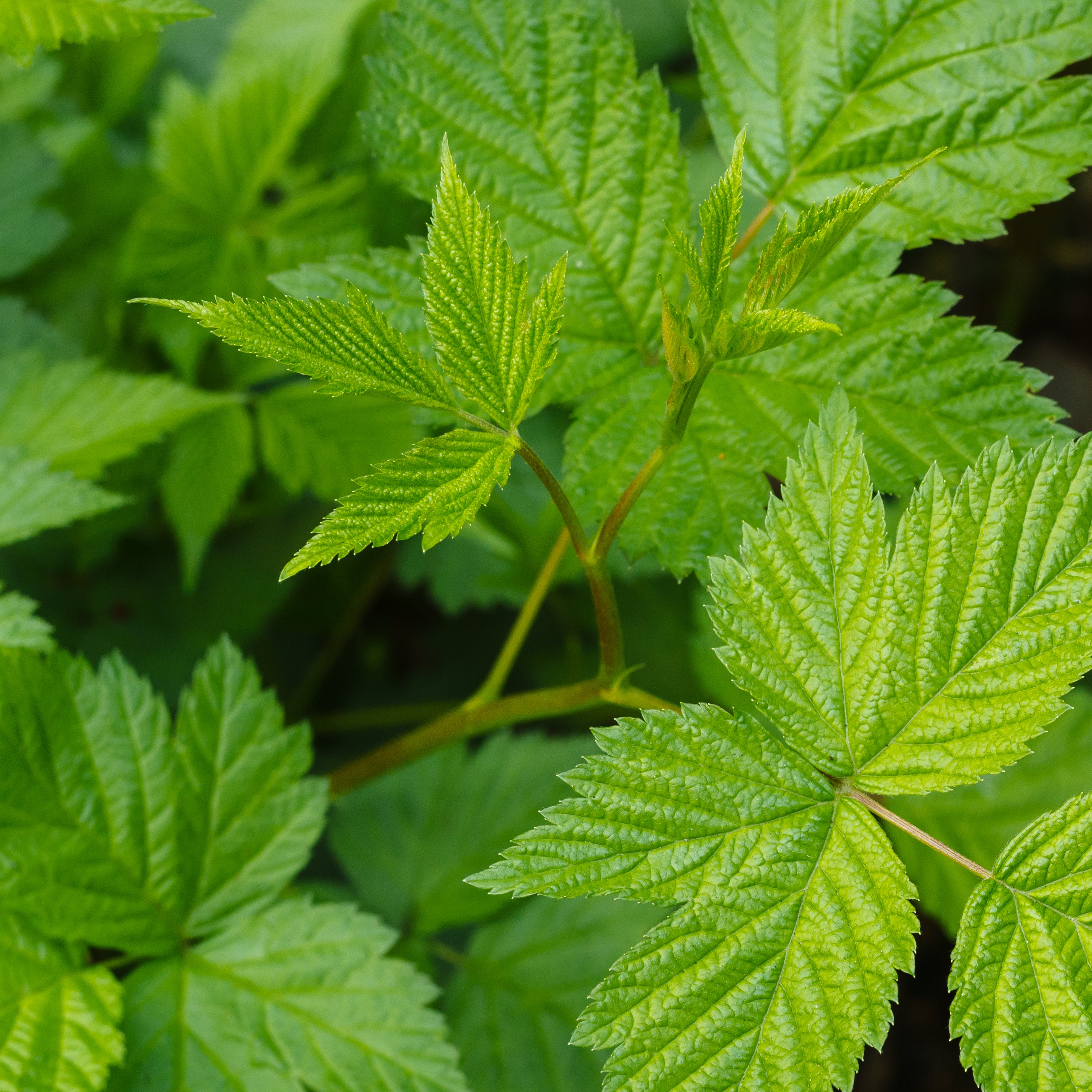 Salmonberry (Rubus spectabilis)