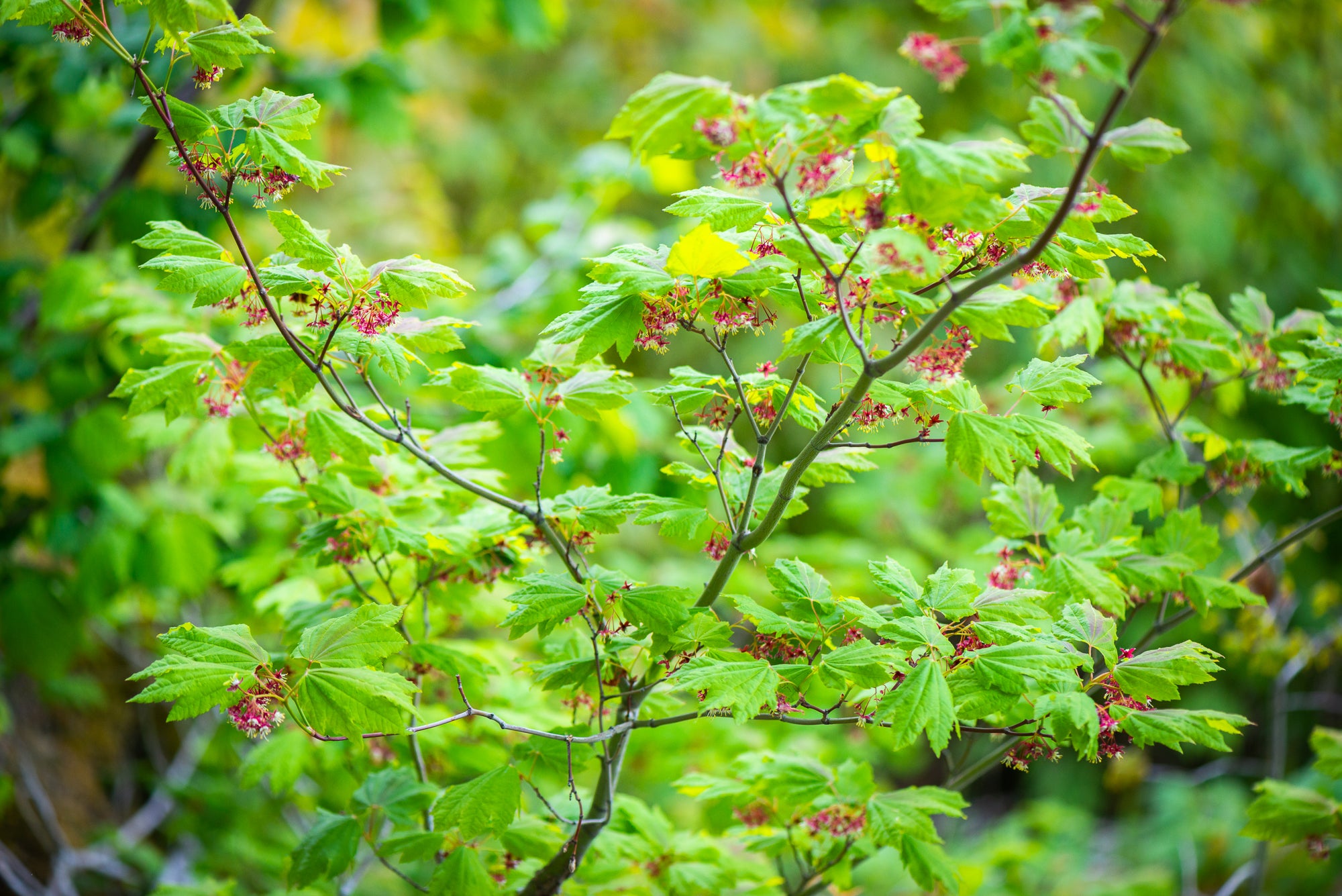 Vine Maple (Acer circinatum)