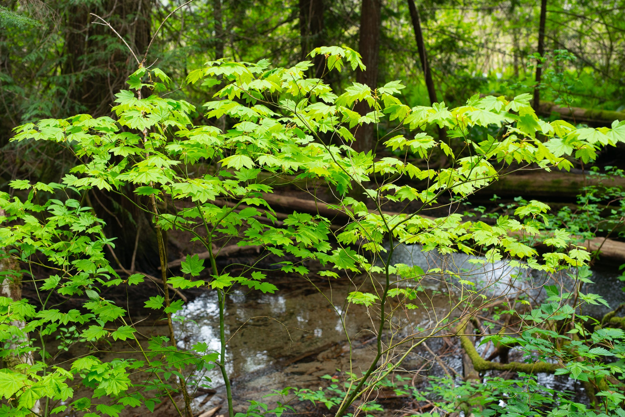 Vine Maple (Acer circinatum)