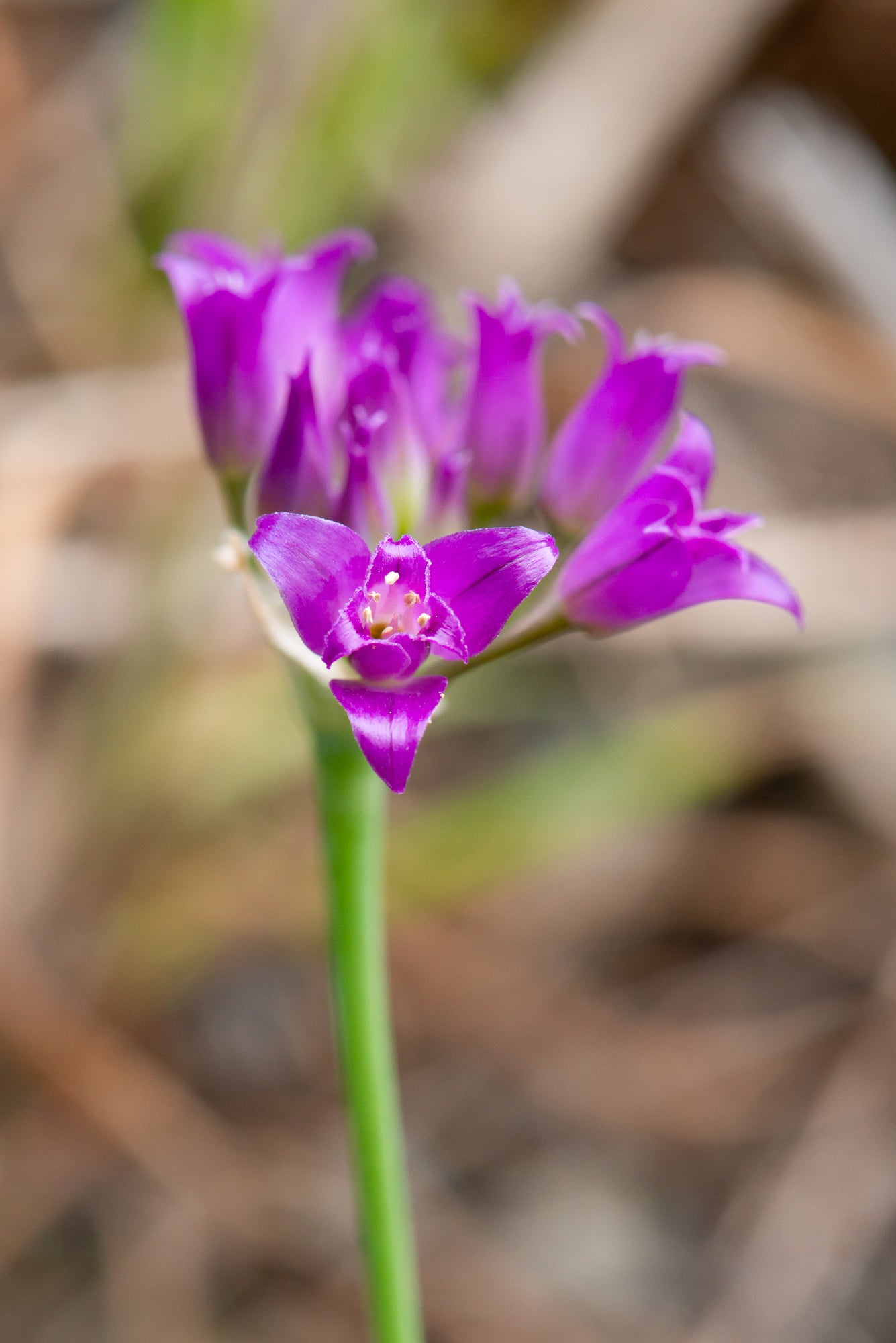 Hooker’s Onion (Allium acuminatum)