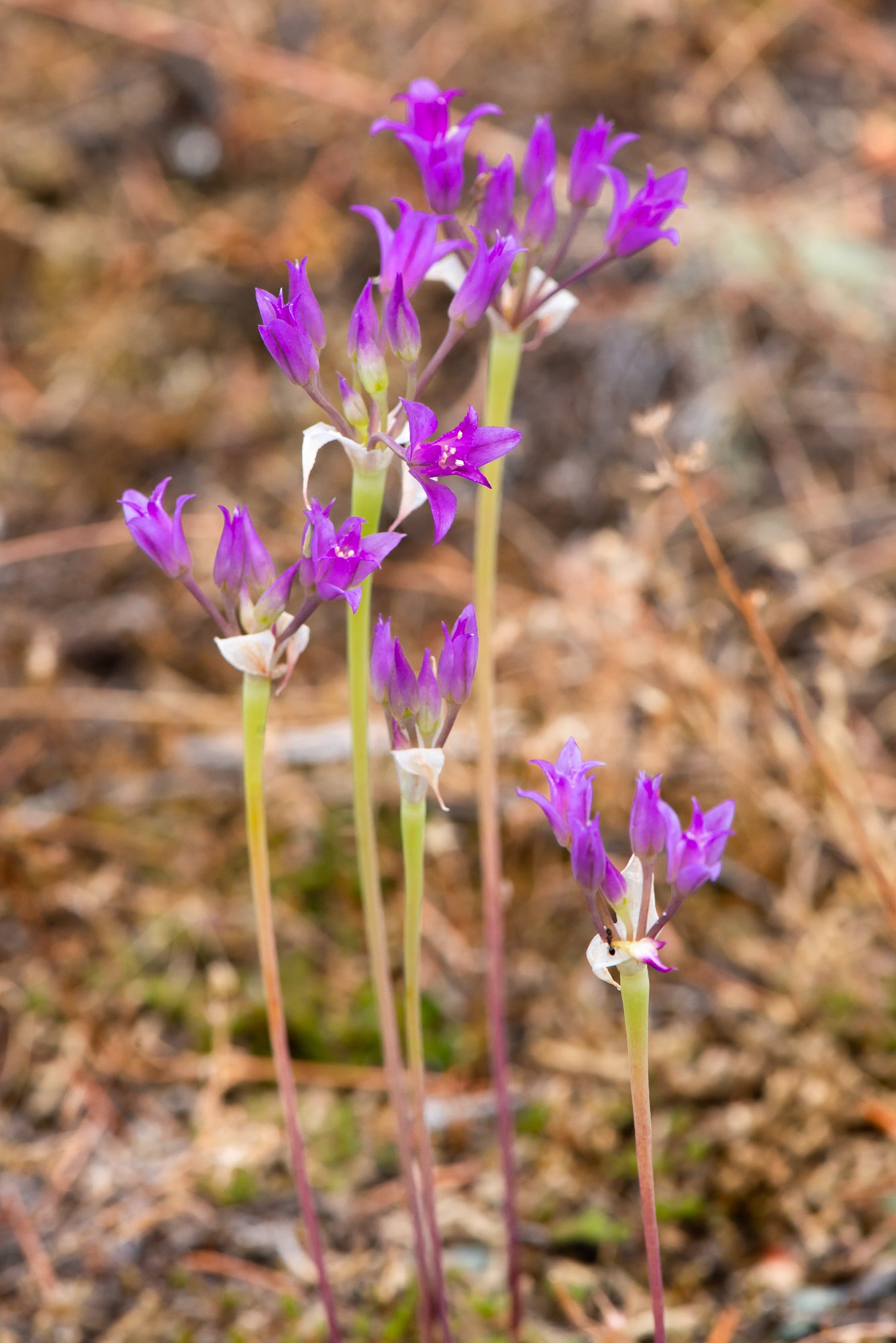 Hooker’s Onion (Allium acuminatum)