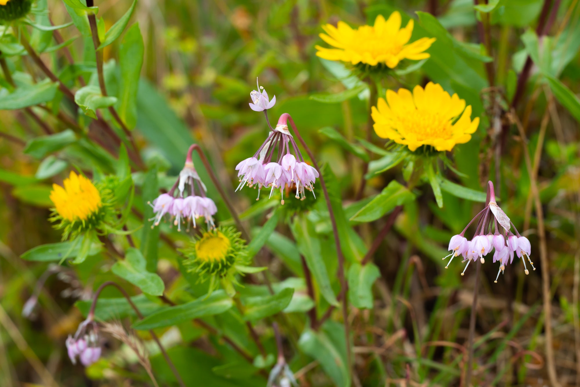 Nodding Onion (Allium cernuum)