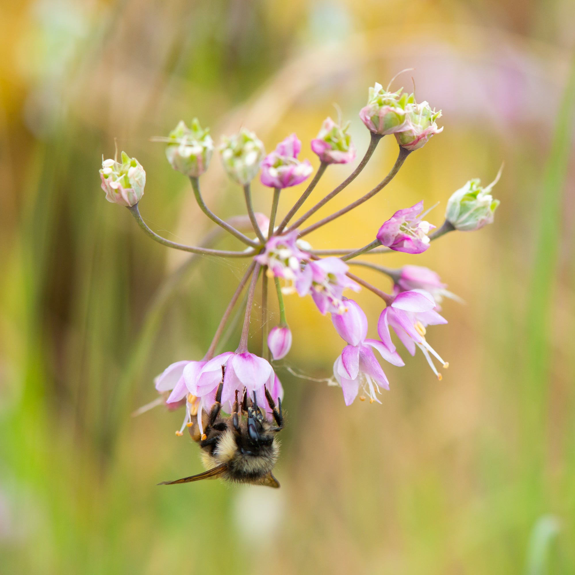 Nodding Onion (Allium cernuum)