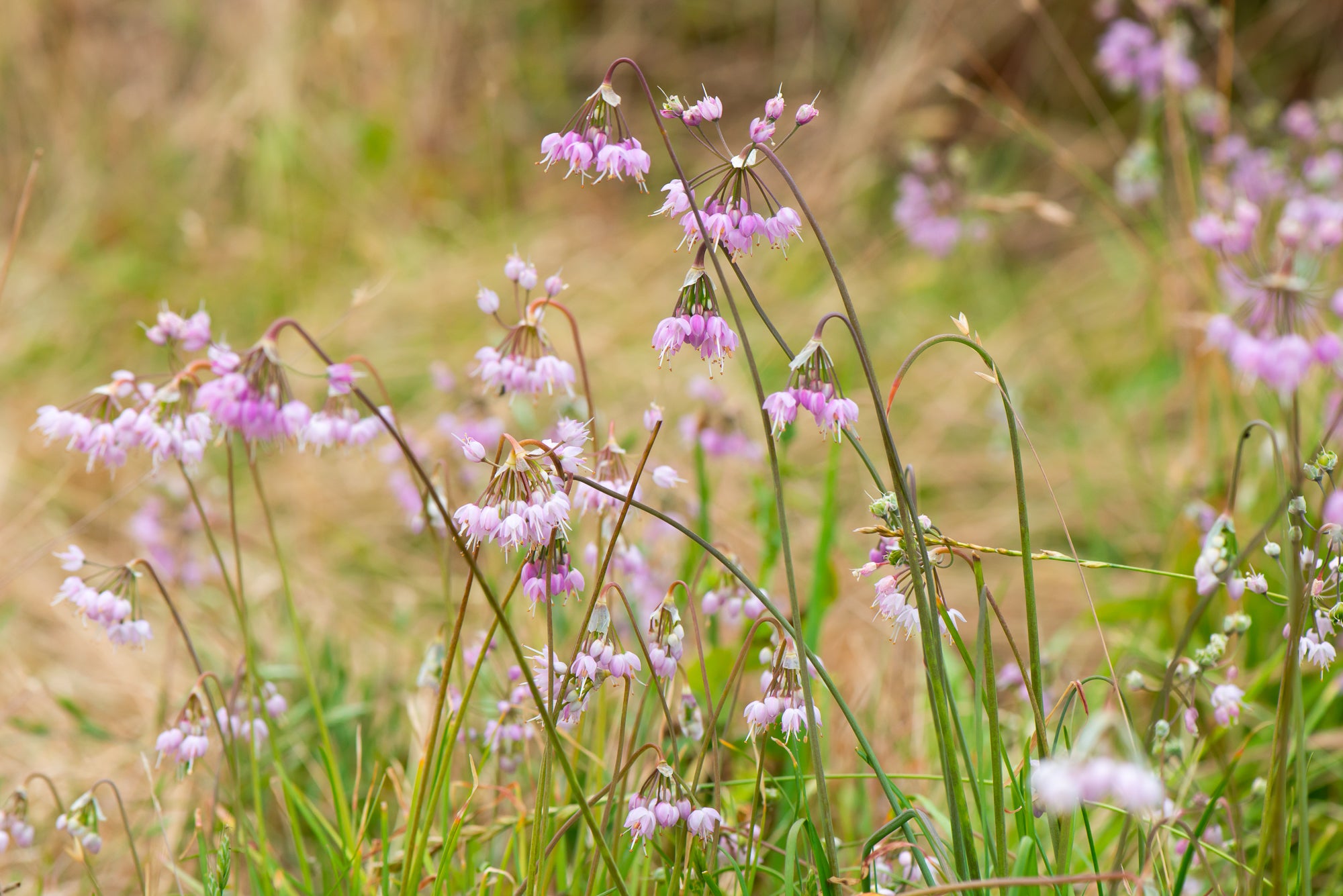 Nodding Onion (Allium cernuum)