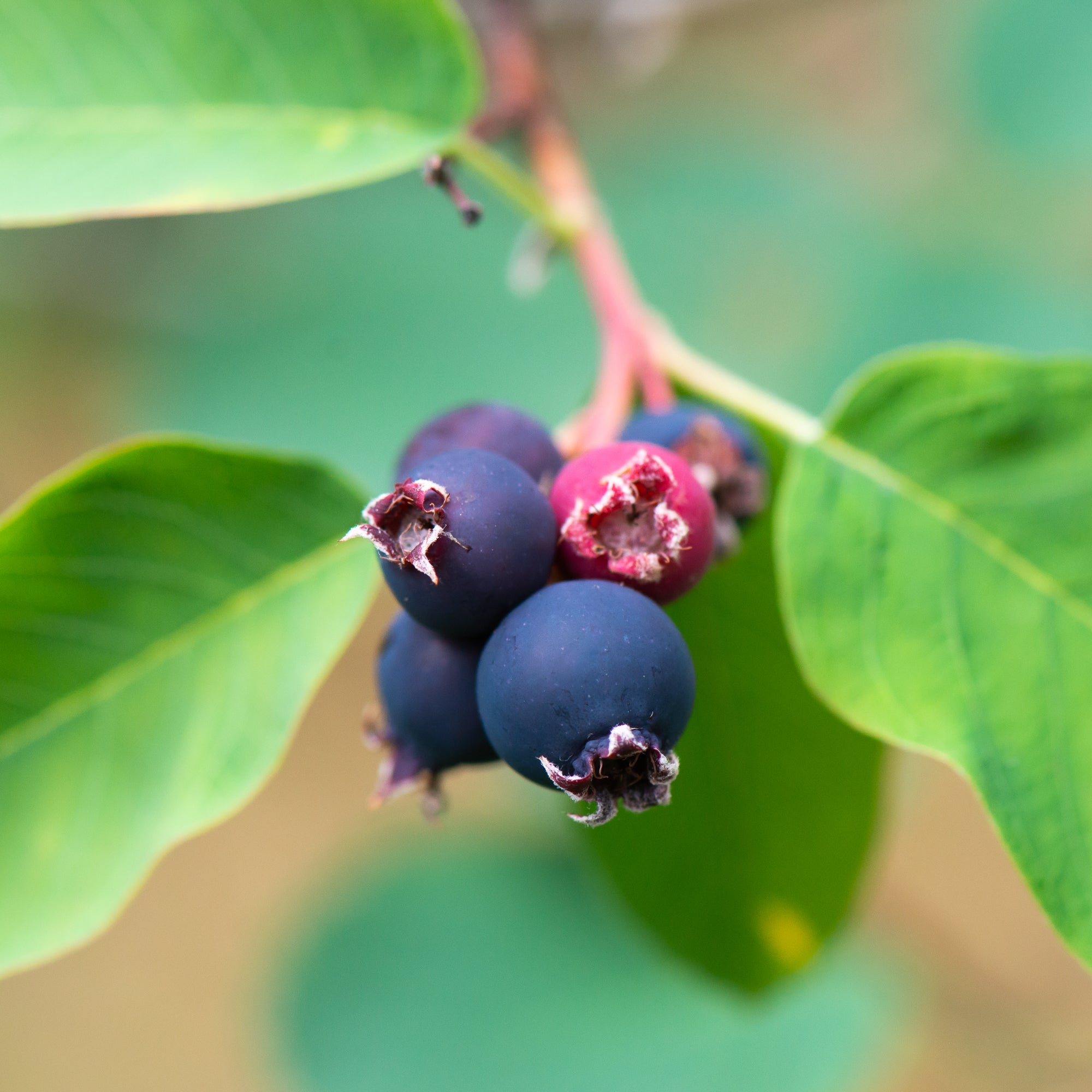 Saskatoon Berry (Amelanchier alnifolia)