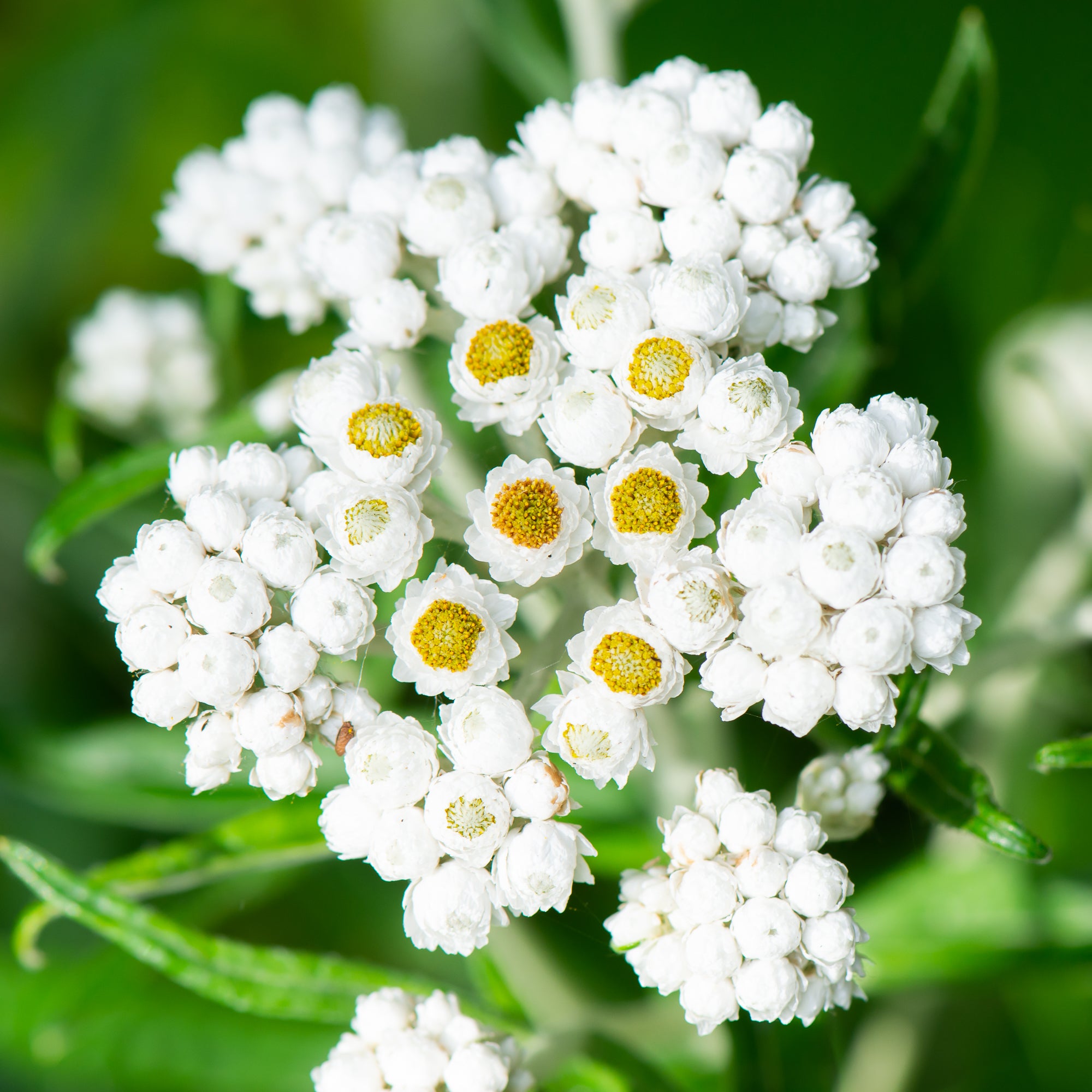 Pearly Everlasting (Anaphalis margaritacea)