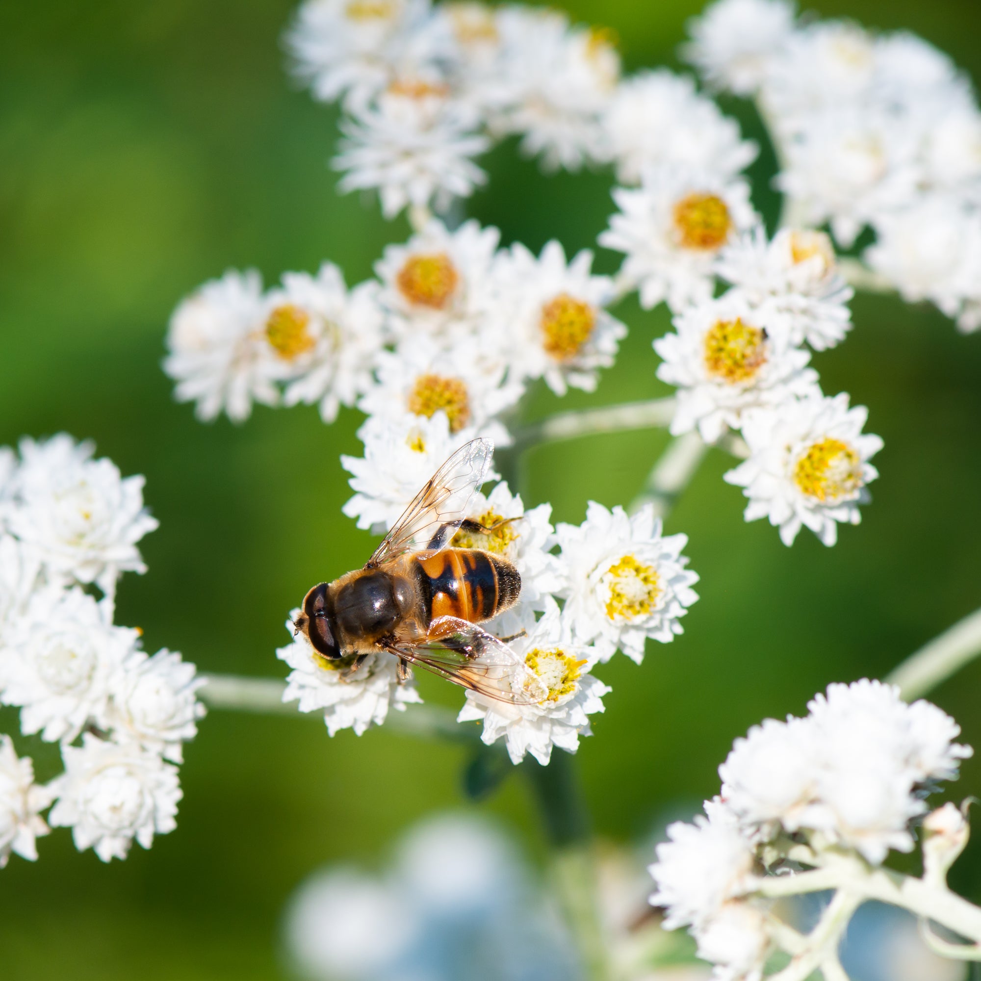 Pearly Everlasting (Anaphalis margaritacea)