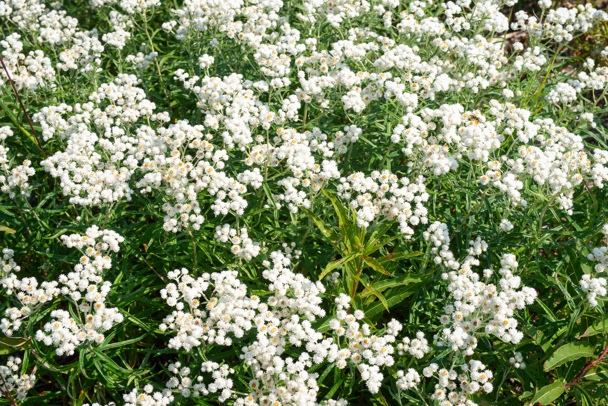 Pearly Everlasting (Anaphalis margaritacea)