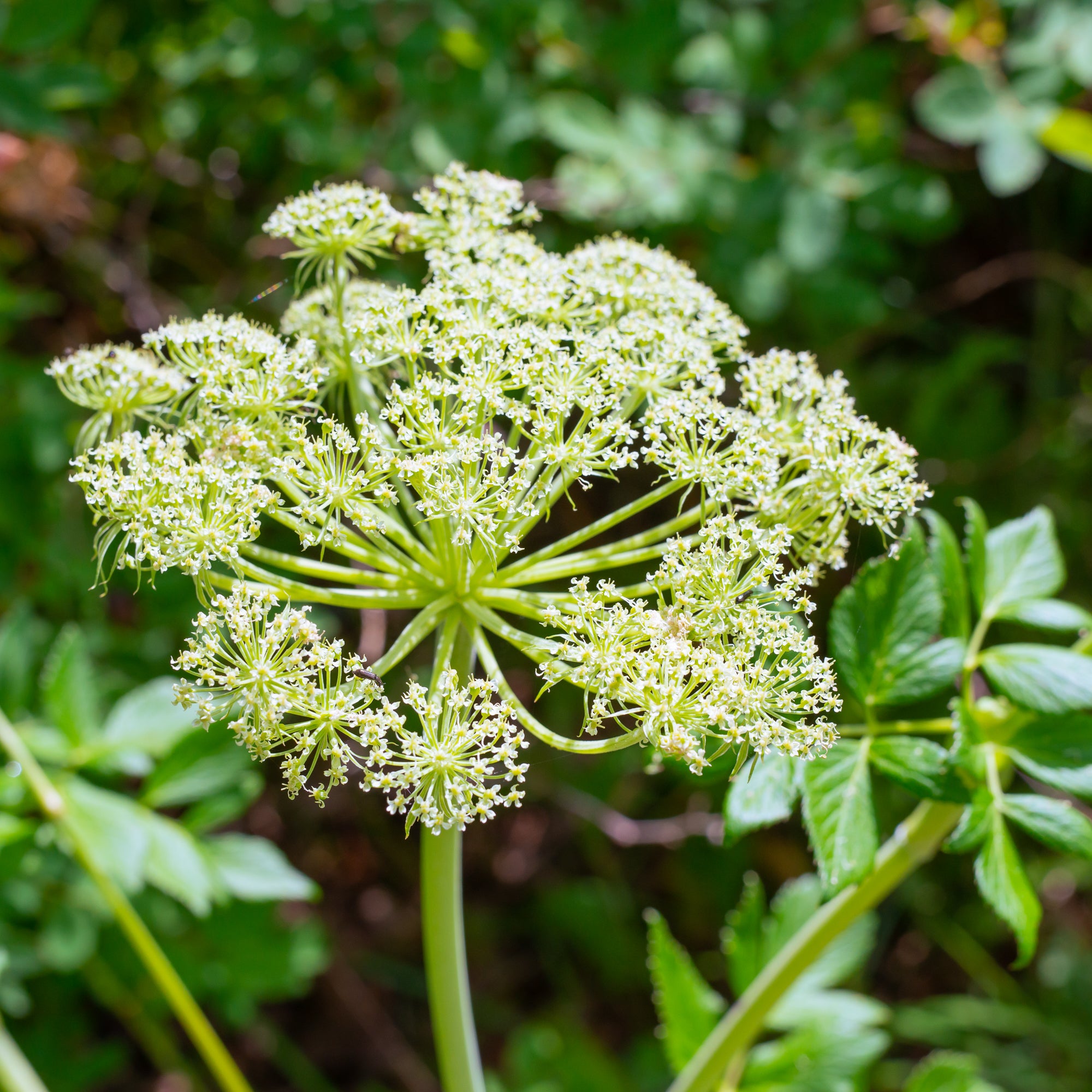 Sea-watch (Angelica lucida)
