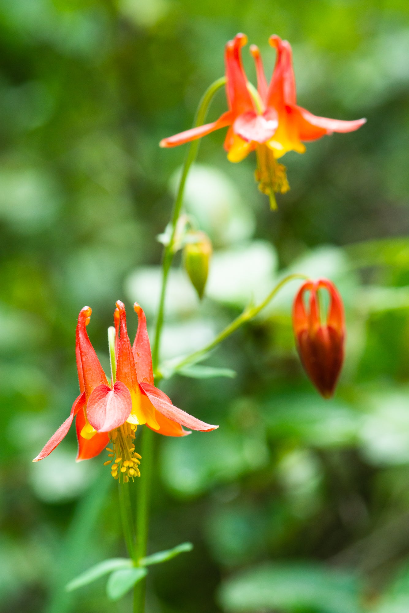 Western Red Columbine (Aquilegia formosa)