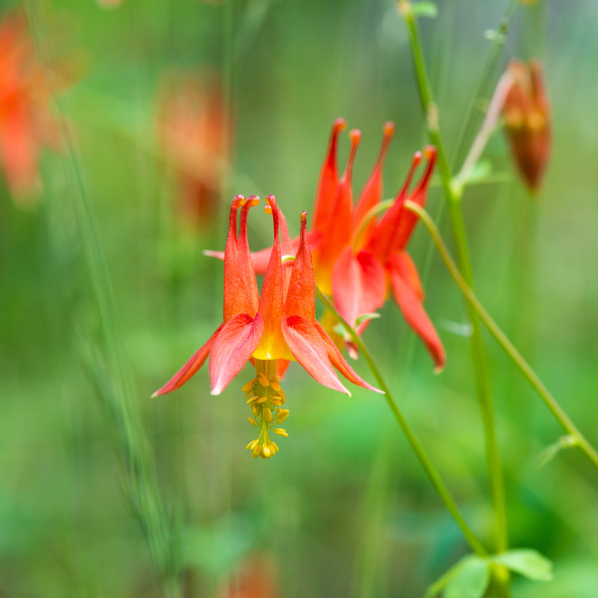 Western Red Columbine (Aquilegia formosa)