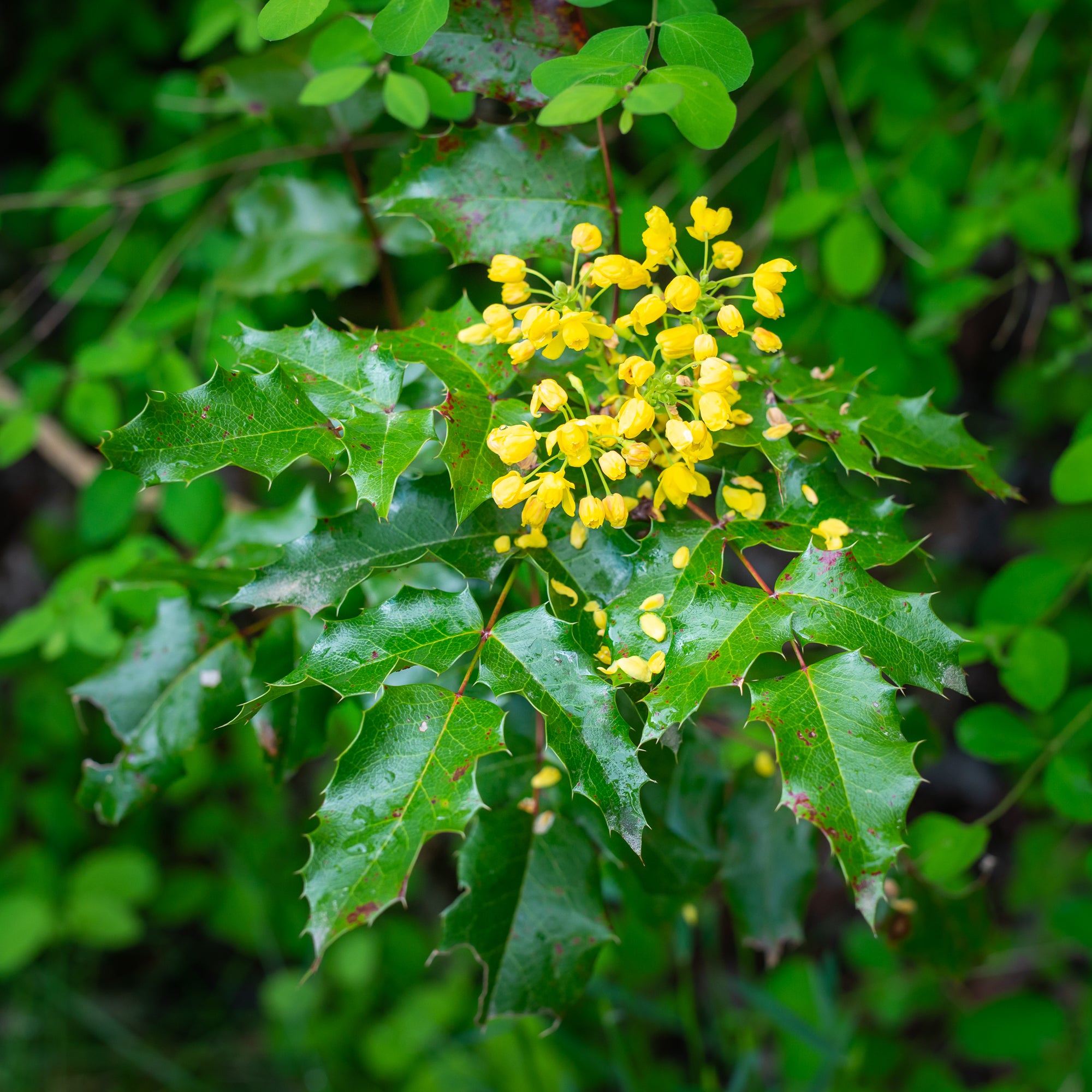 Tall Oregon Grape (Berberis aquifolium)