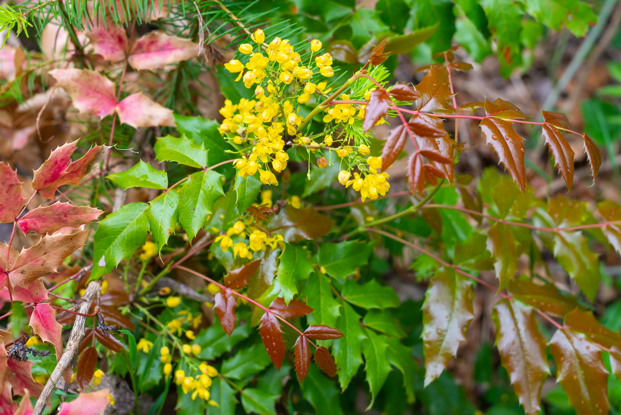 Tall Oregon Grape (Berberis aquifolium)