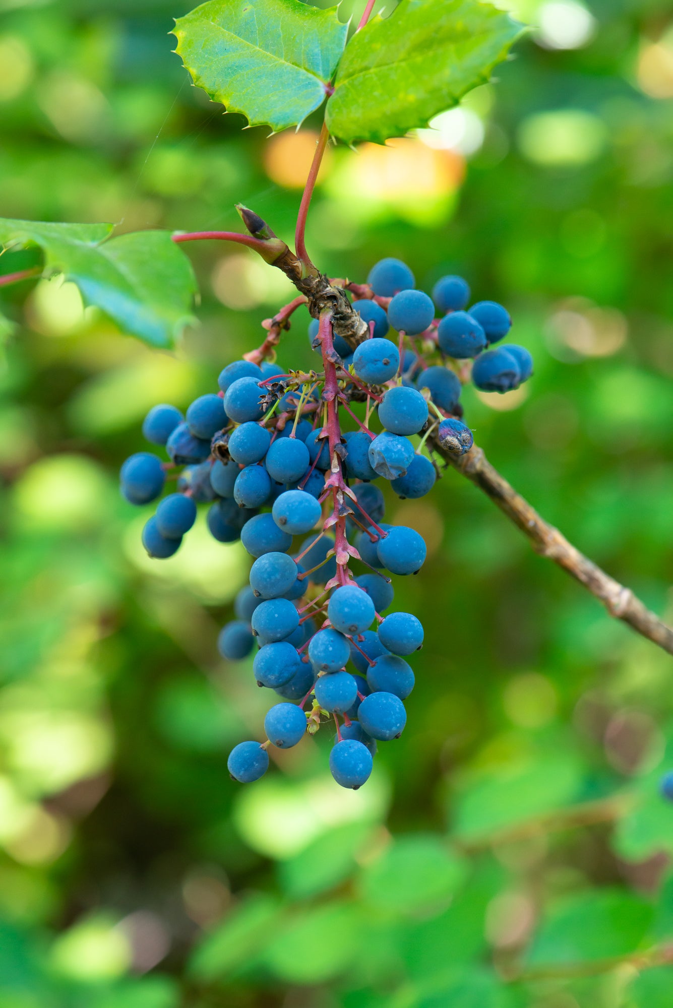 Tall Oregon Grape (Berberis aquifolium)