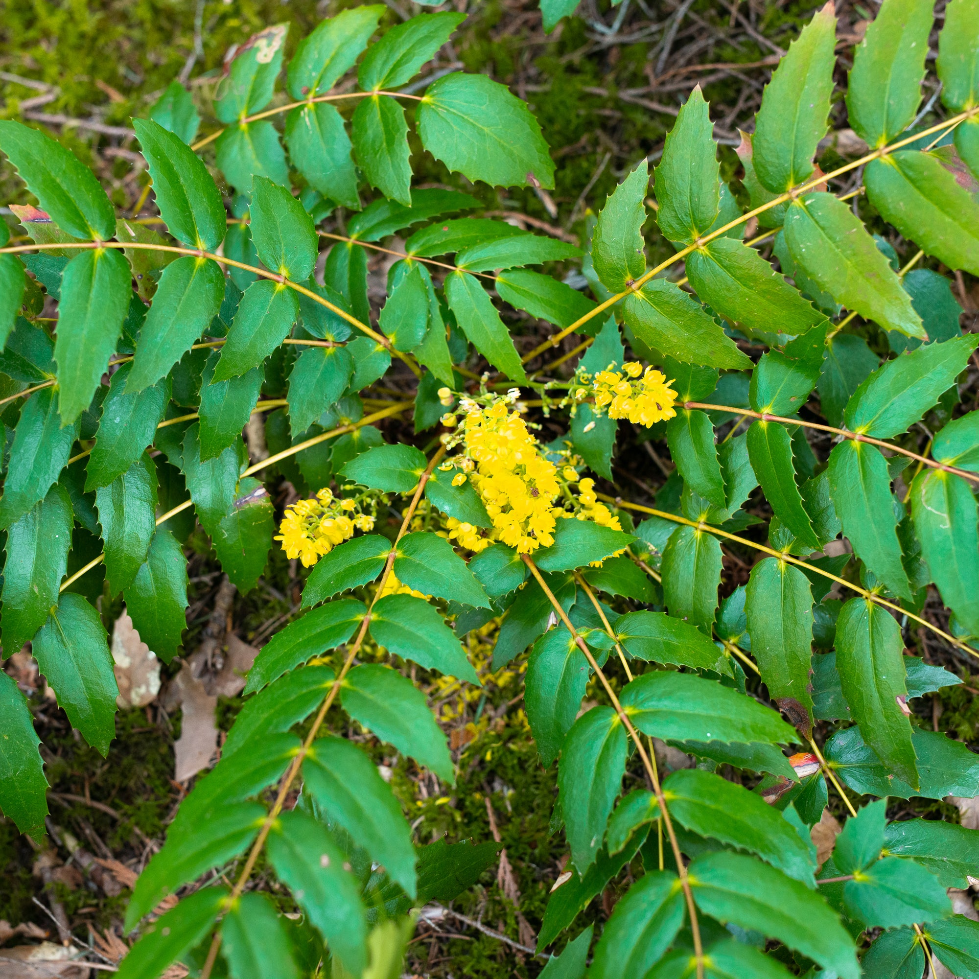 Cascade Oregon Grape (Berberis nervosa)