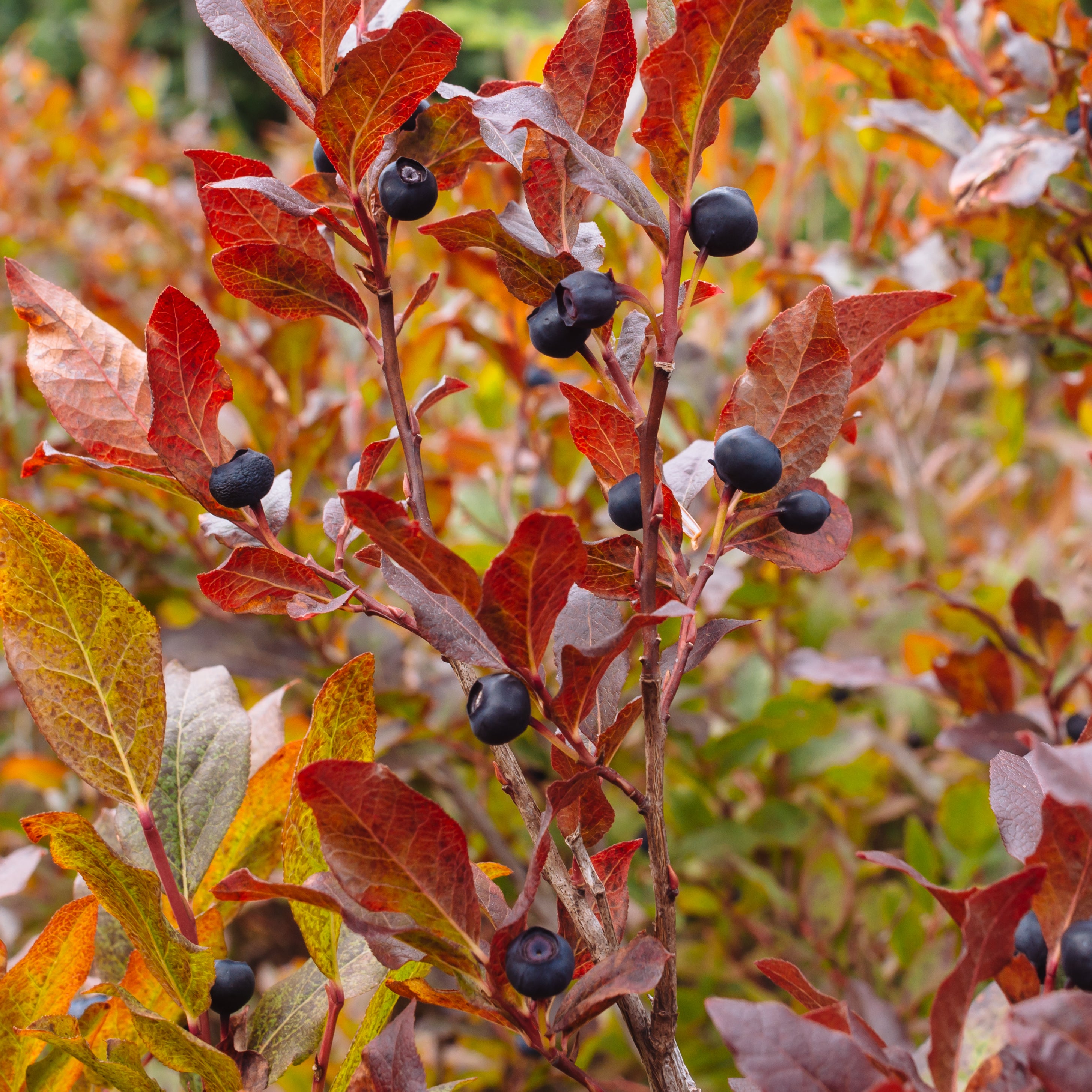 Black Huckleberry (Vaccinium membranaceum)