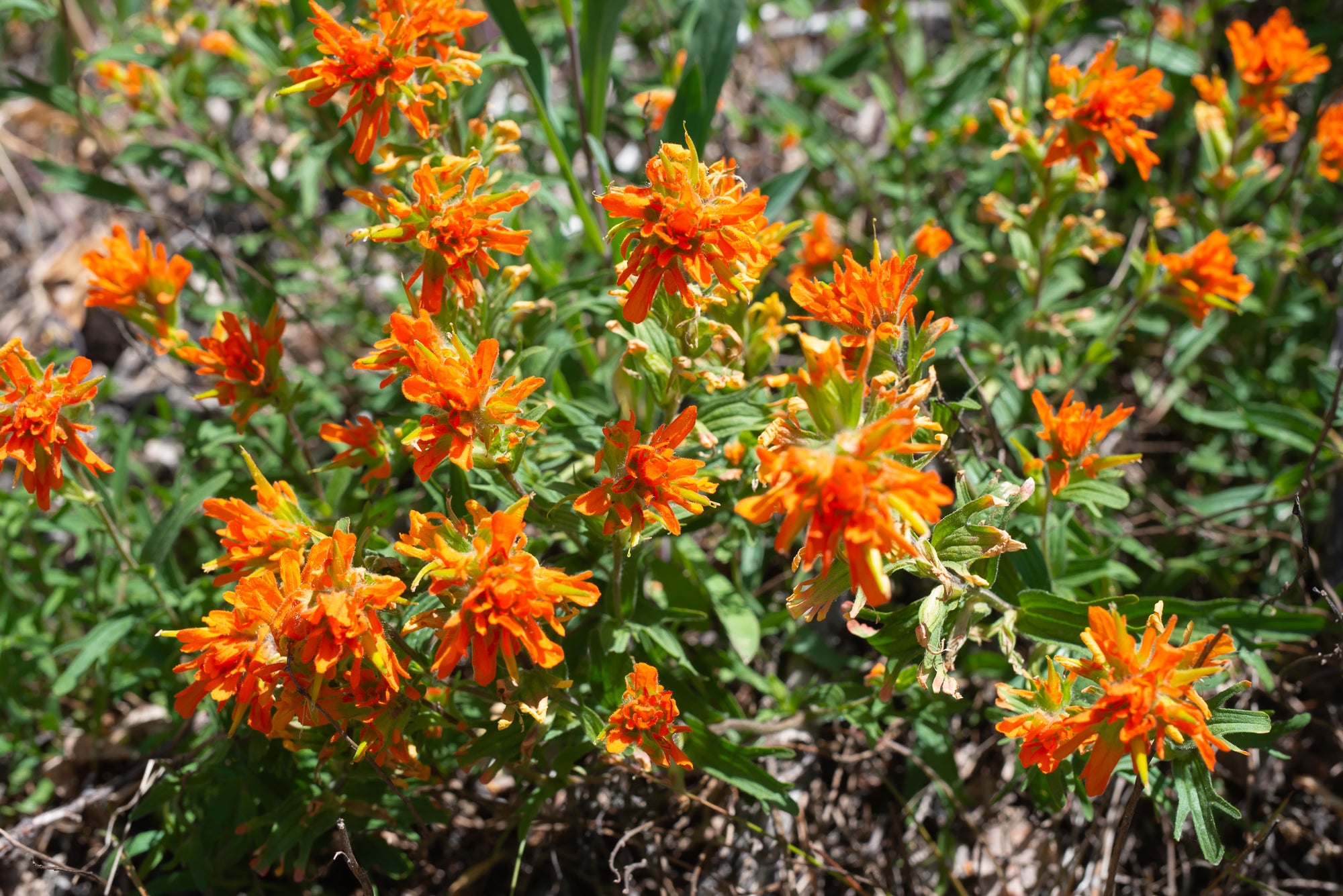 Harsh Paintbrush (Castilleja hispida)