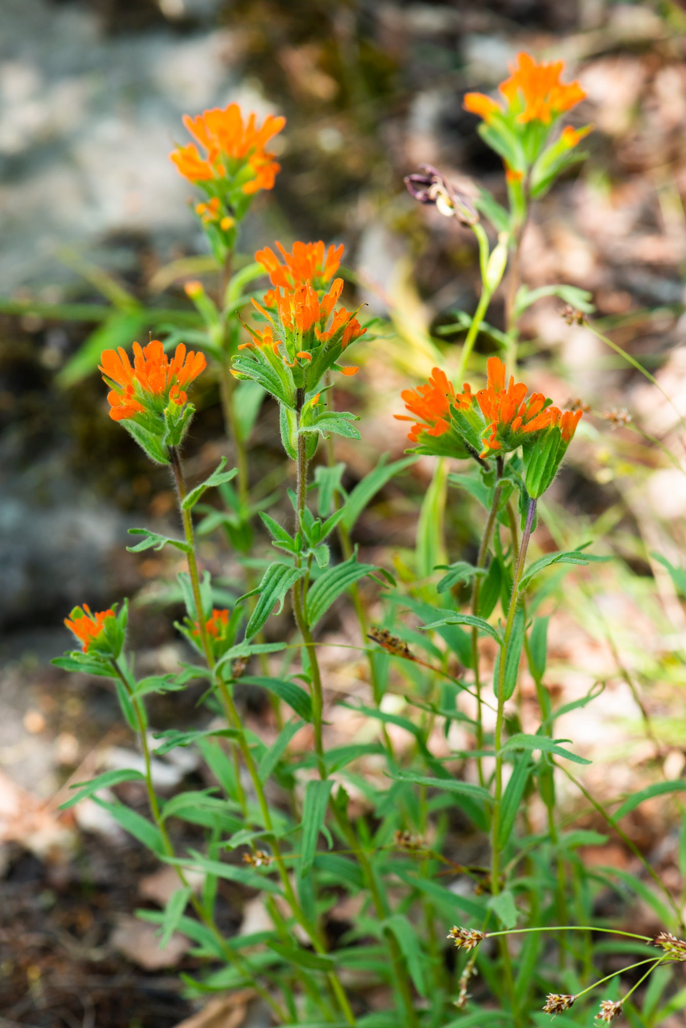 Harsh Paintbrush (Castilleja hispida)