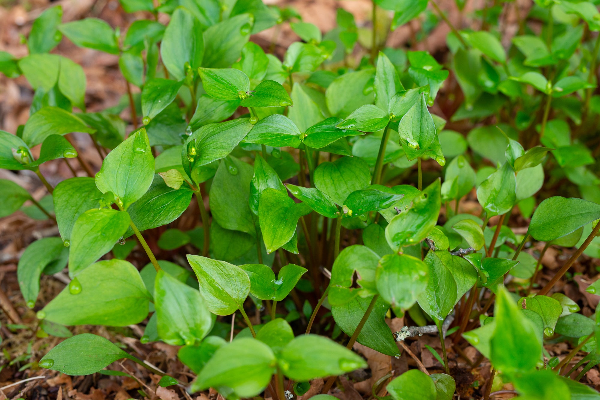 Siberian Miner’s Lettuce (Claytonia sibirica)