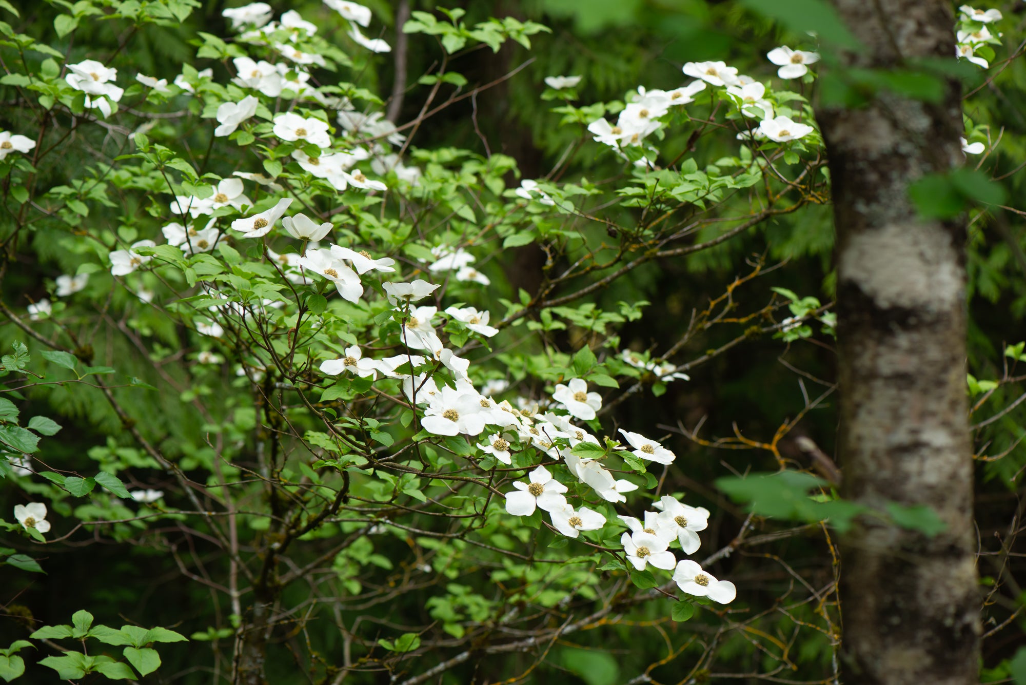 Pacific Dogwood (Cornus nuttallii)
