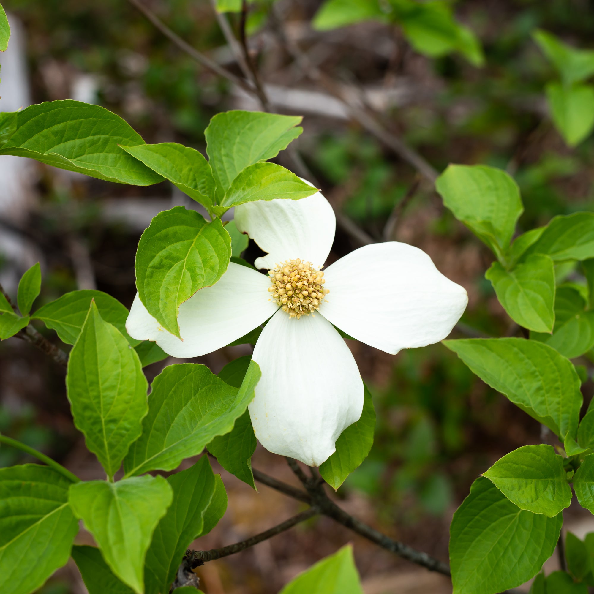 Pacific Dogwood (Cornus nuttallii)