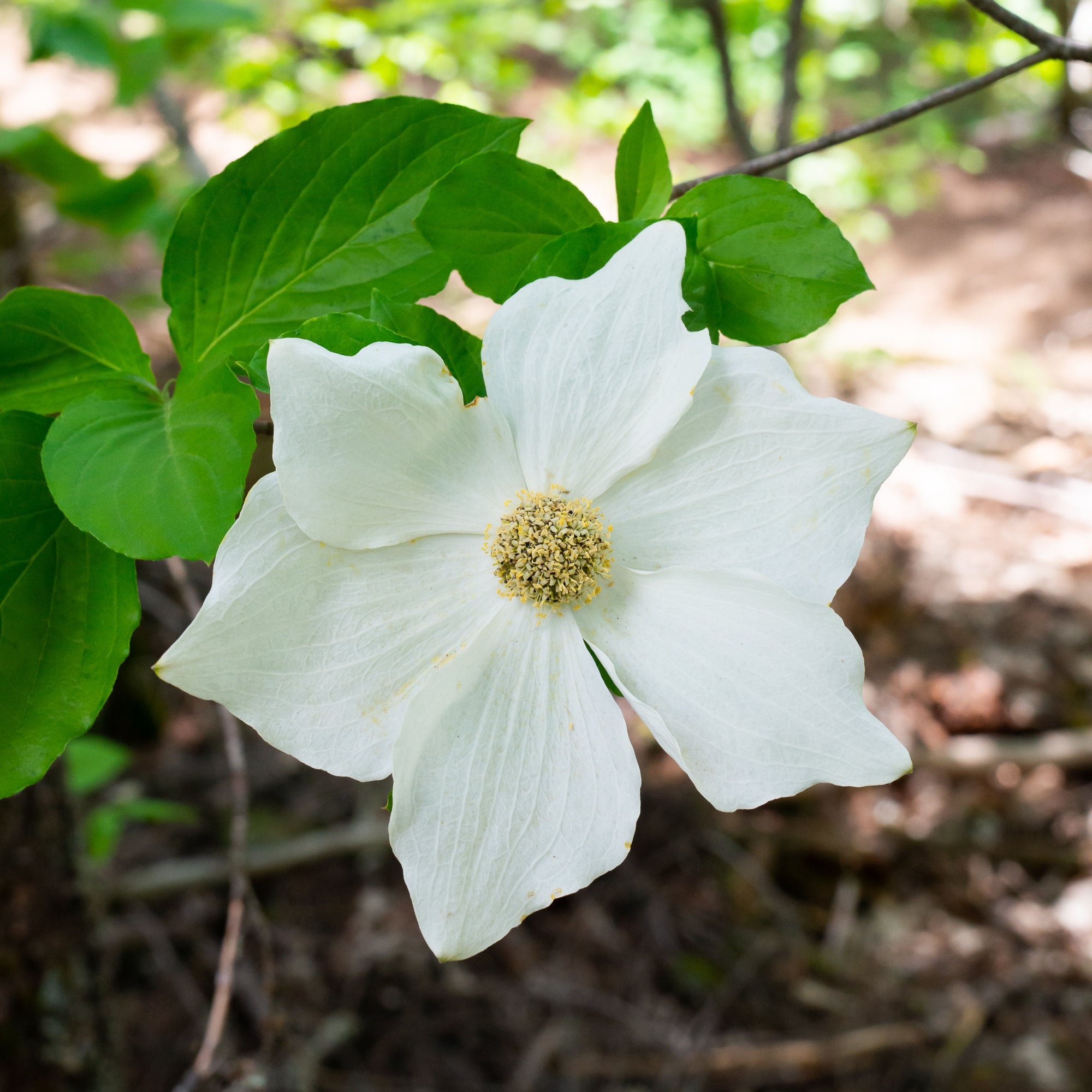 Pacific Dogwood (Cornus nuttallii)
