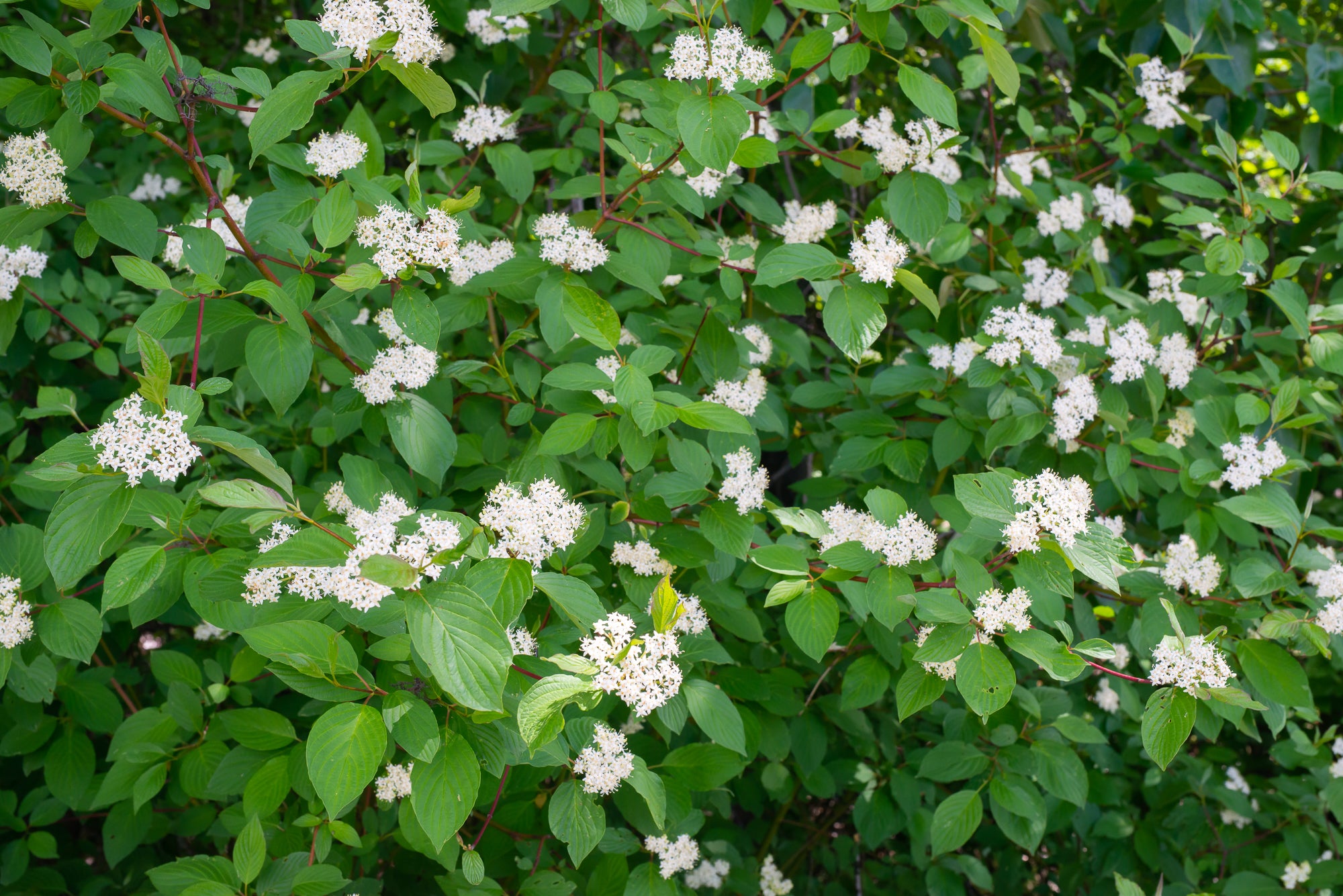 Red Osier Dogwood (Cornus sericea)