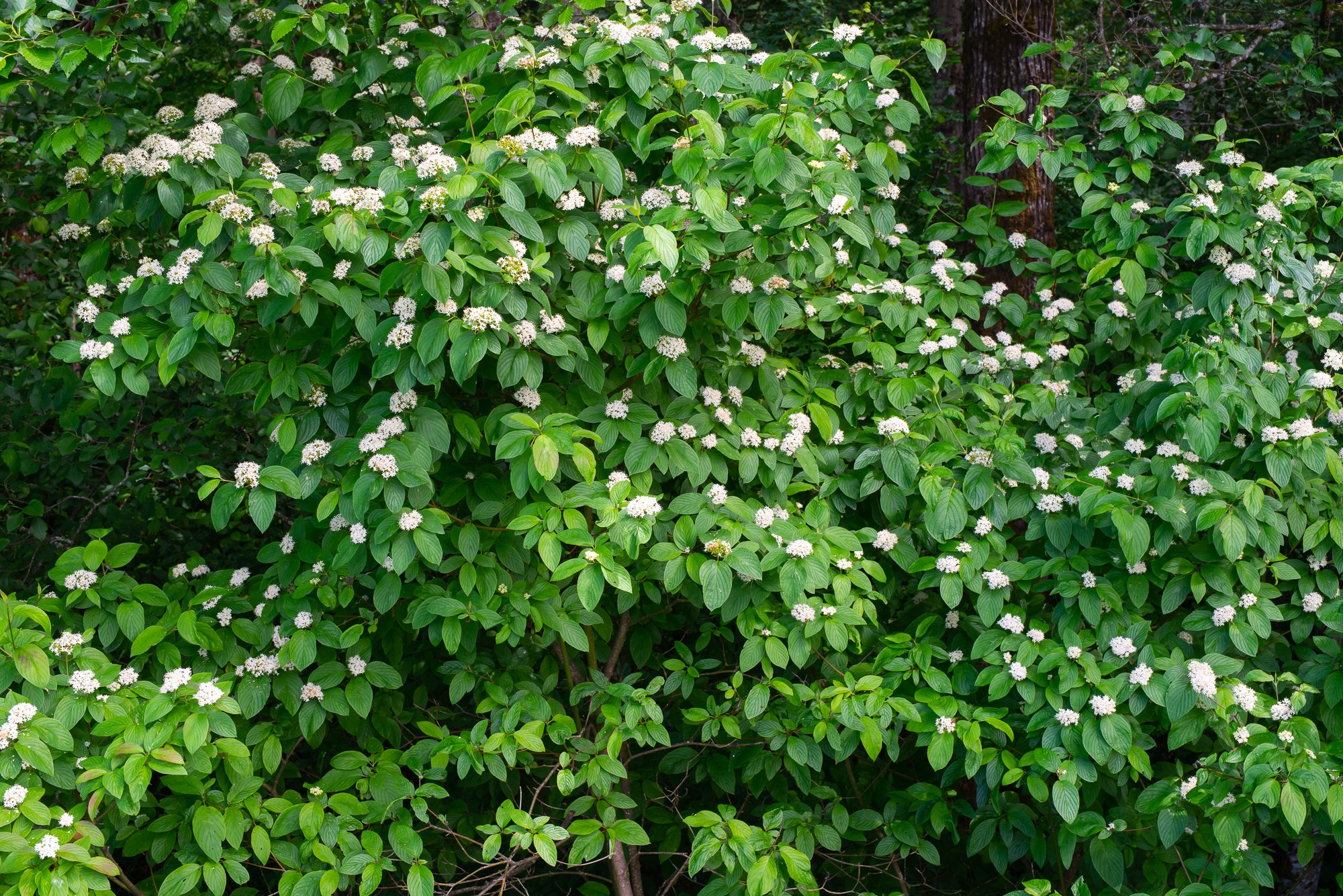 Red Osier Dogwood (Cornus sericea)