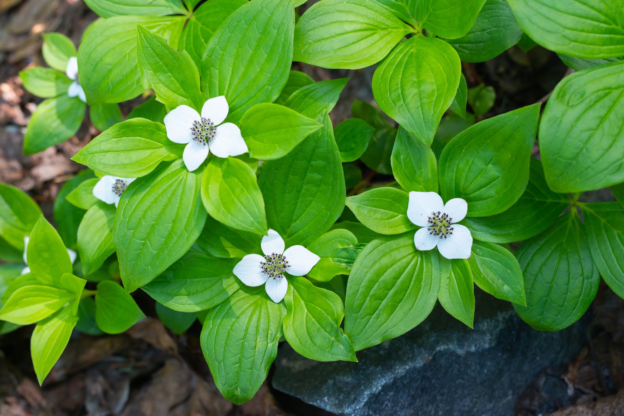 Western Bunchberry (Cornus unalaschkensis)