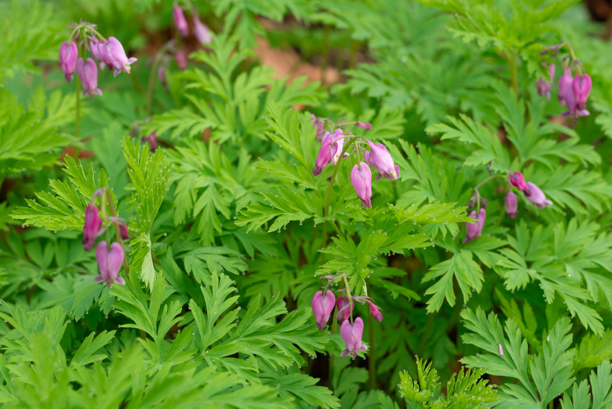 Pacific Bleeding Heart (Dicentra formosa)