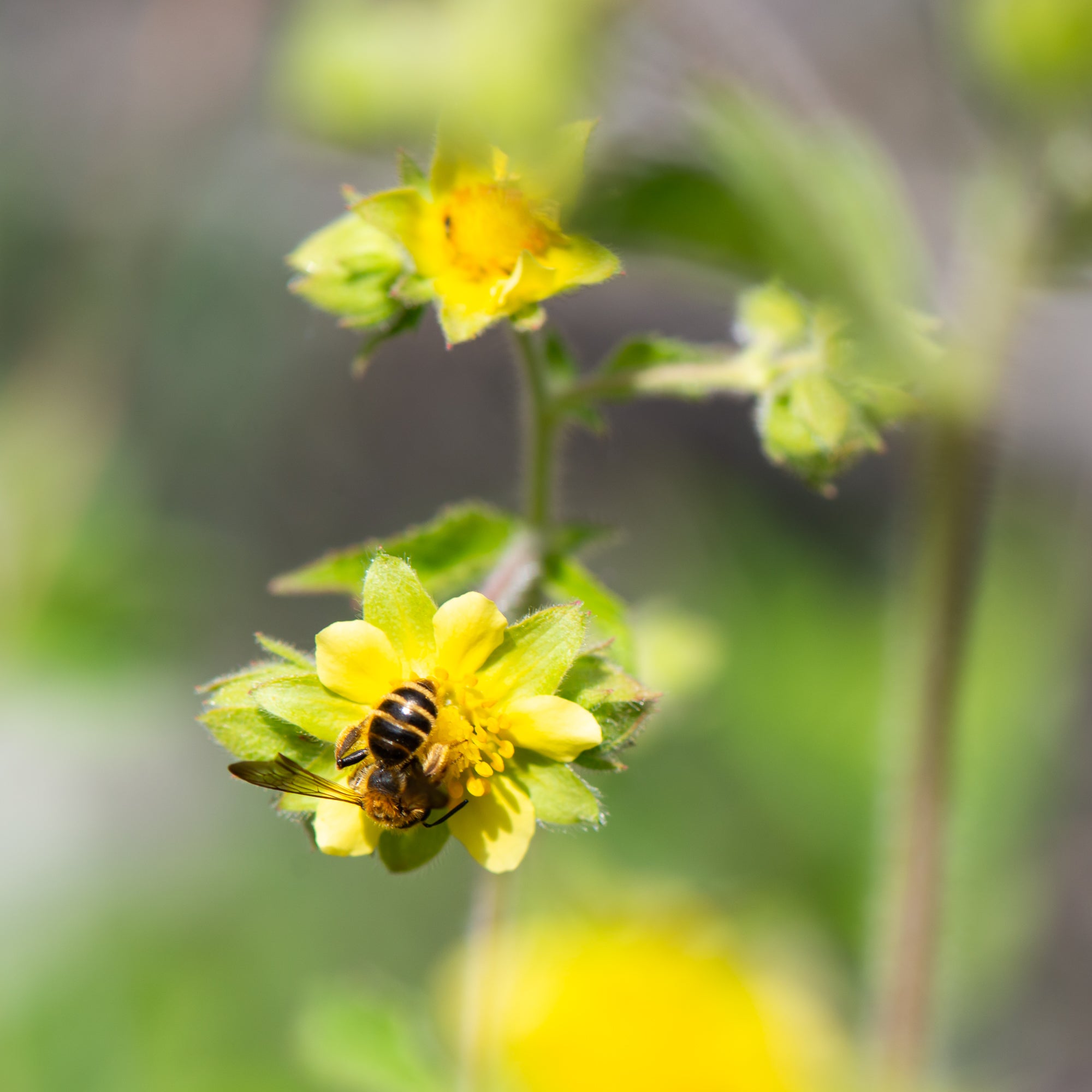 Sticky Cinquefoil (Drymocallis glandulosa)