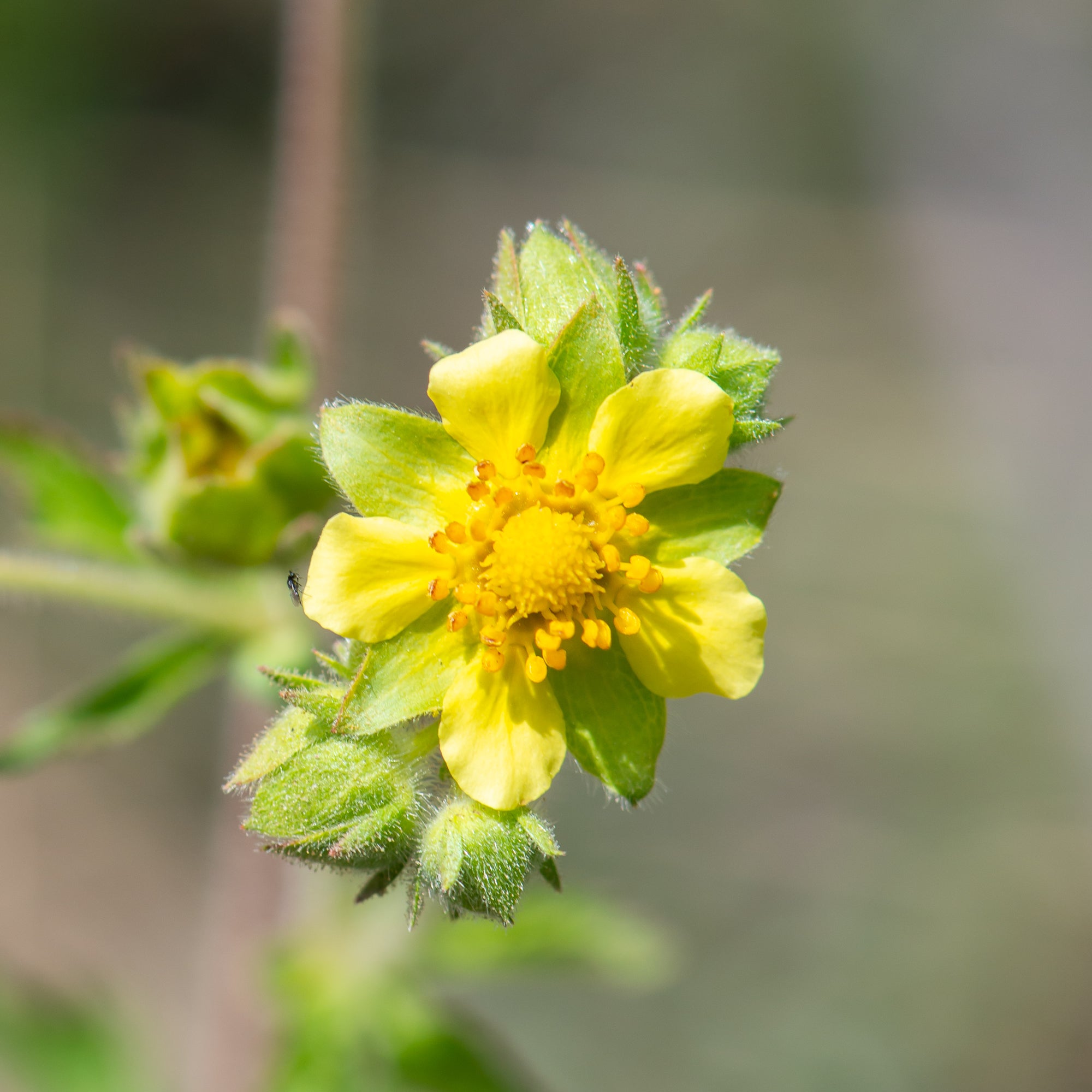 Sticky Cinquefoil (Drymocallis glandulosa)