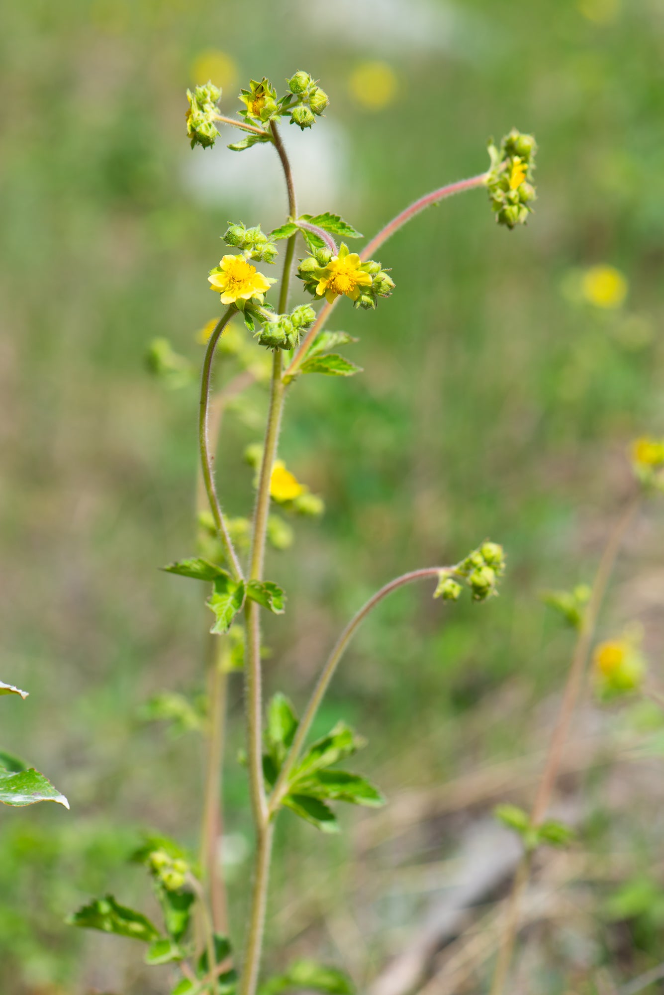 Sticky Cinquefoil (Drymocallis glandulosa)