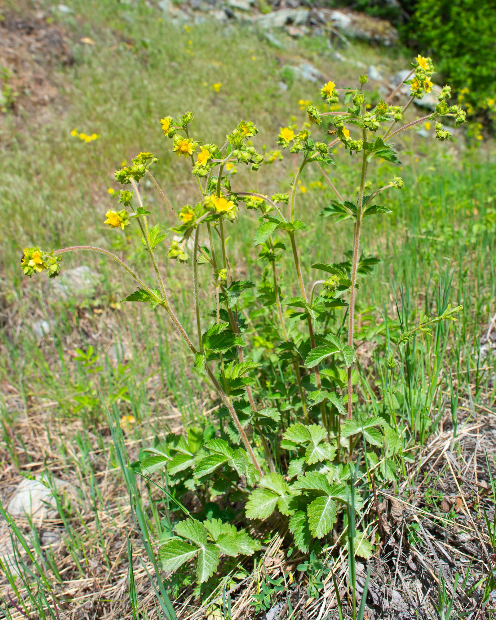 Sticky Cinquefoil (Drymocallis glandulosa)