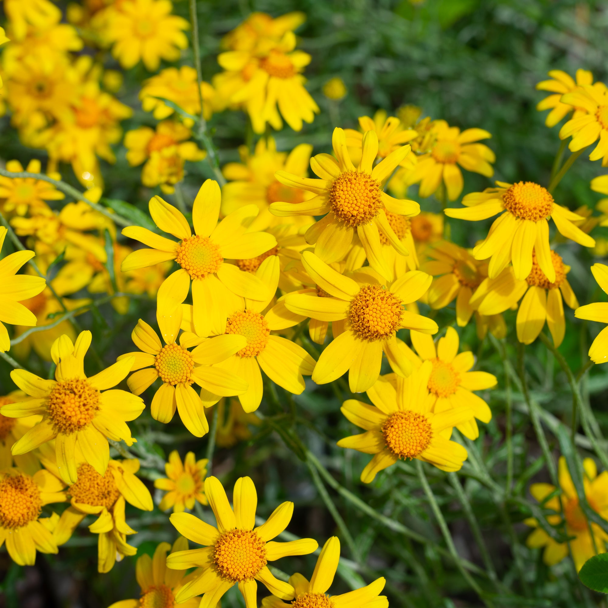 Woolly Sunflower (Eriophyllum lanatum)