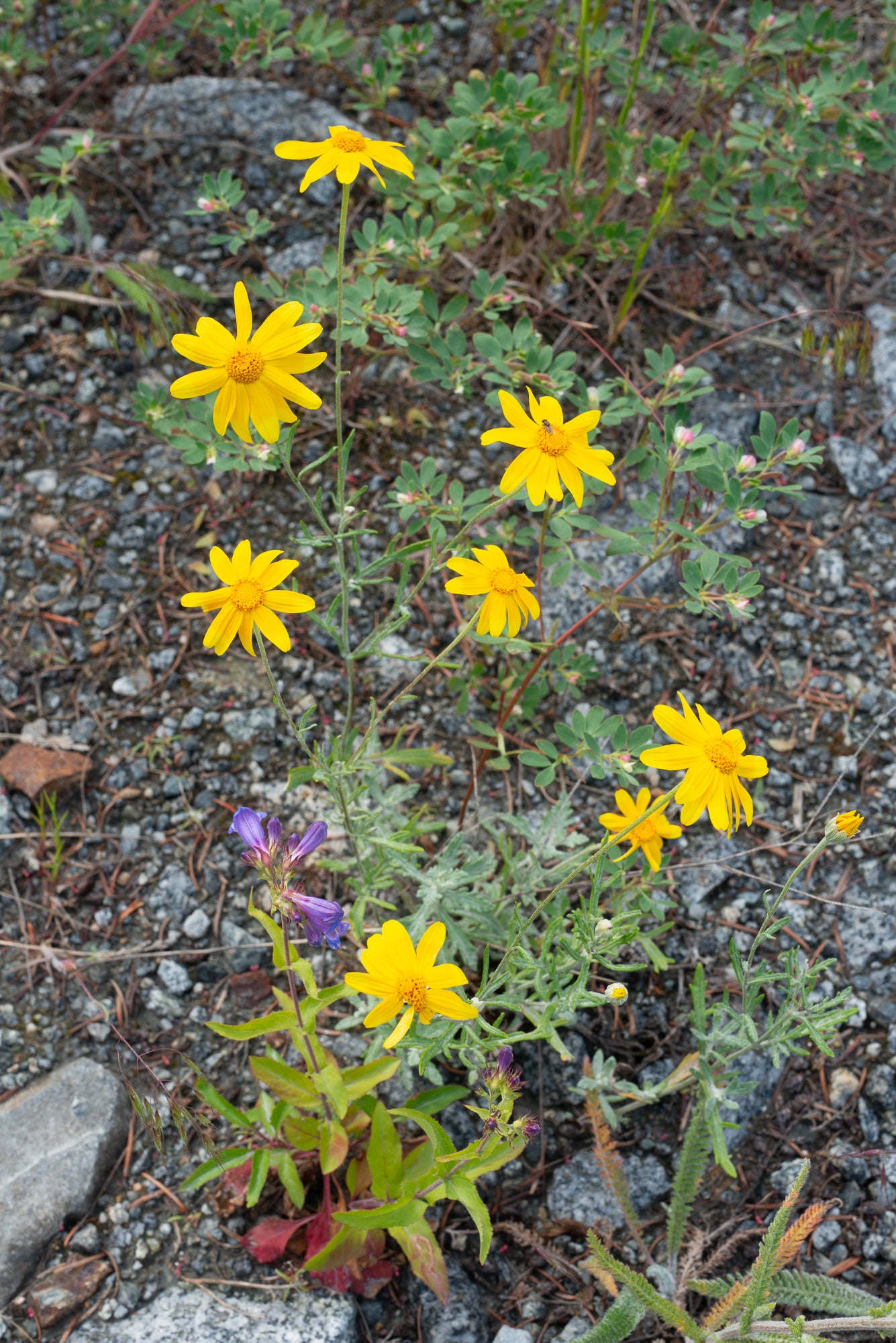 Woolly Sunflower (Eriophyllum lanatum)