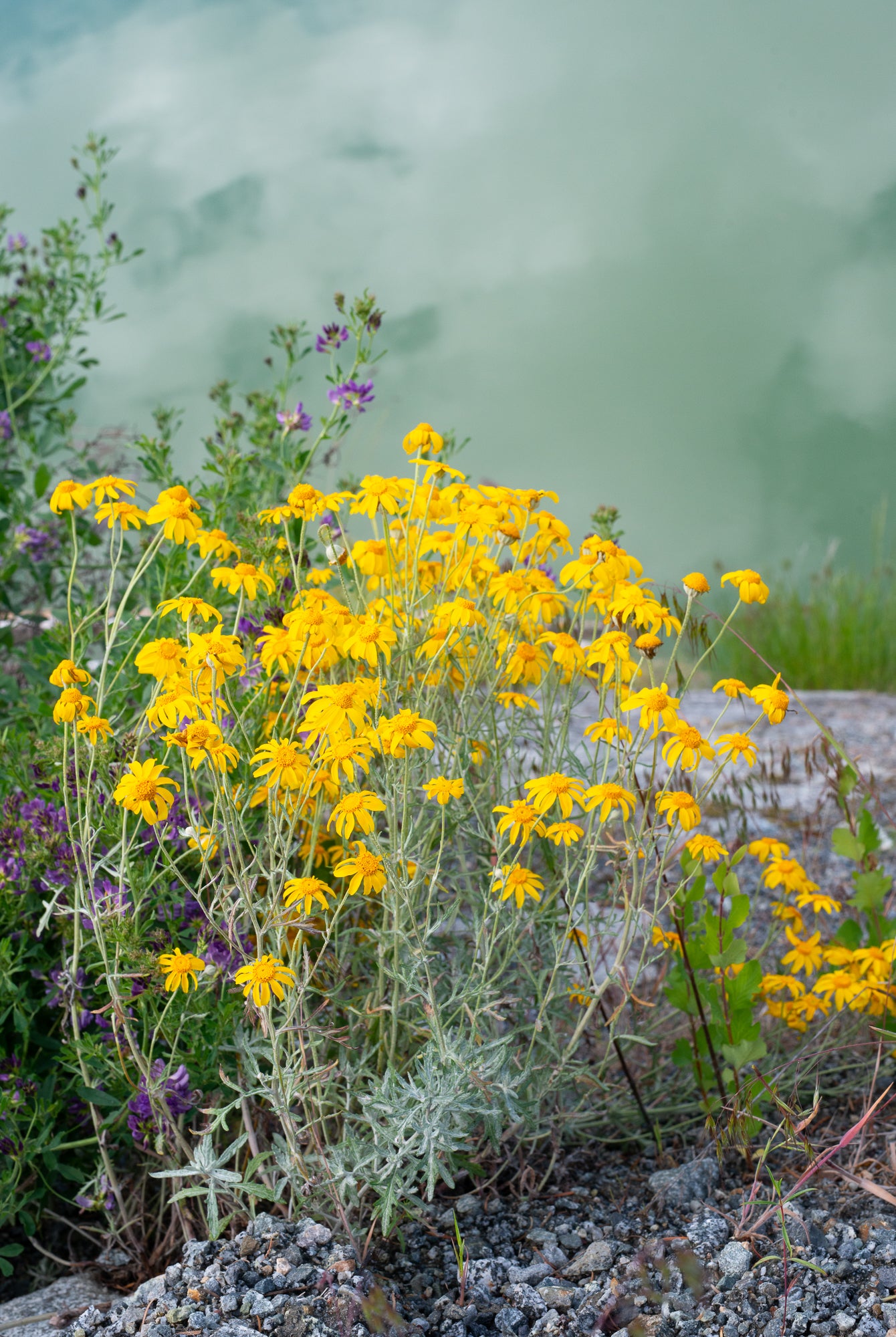 Woolly Sunflower (Eriophyllum lanatum)