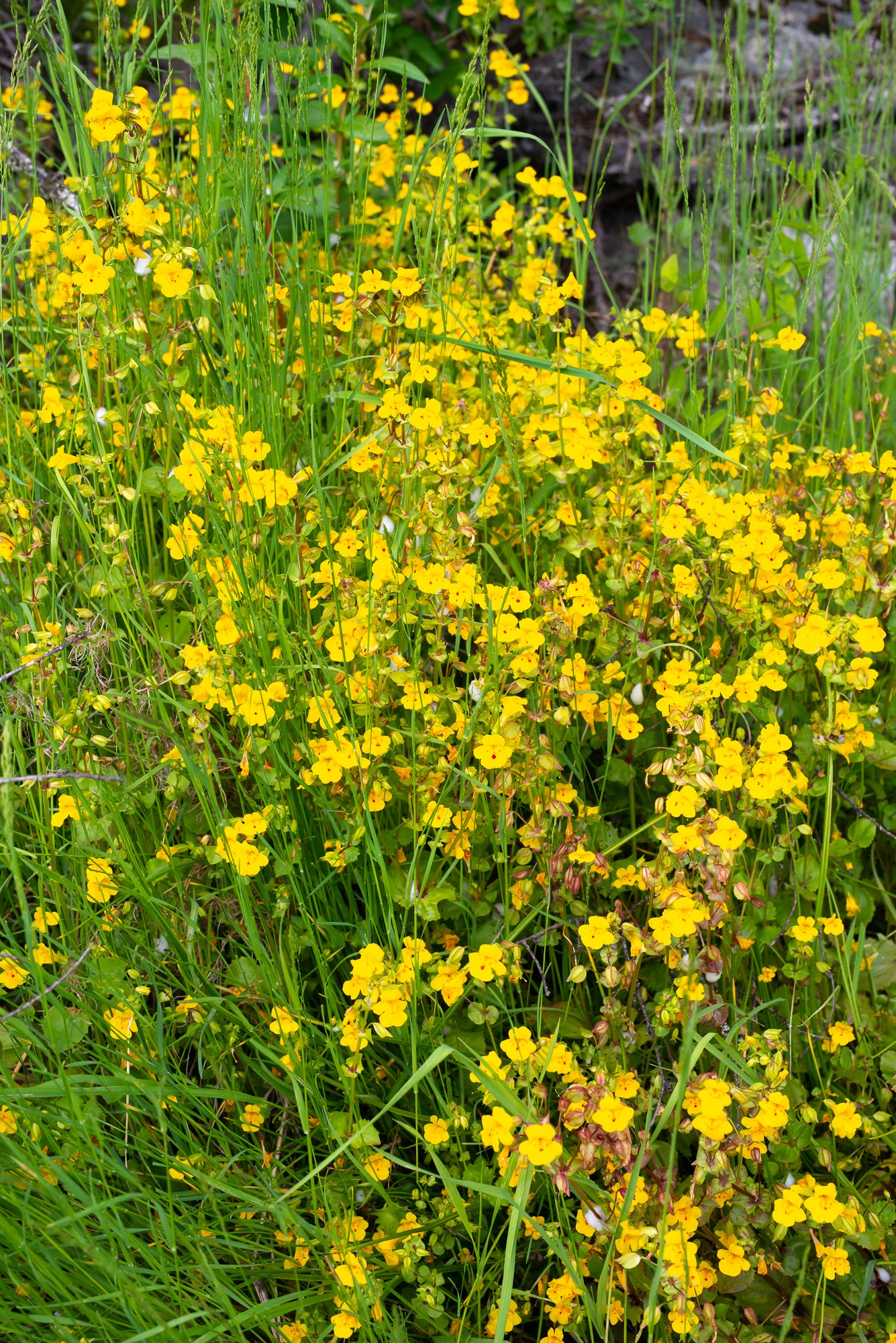 Yellow Monkeyflower (Erythranthe guttata)
