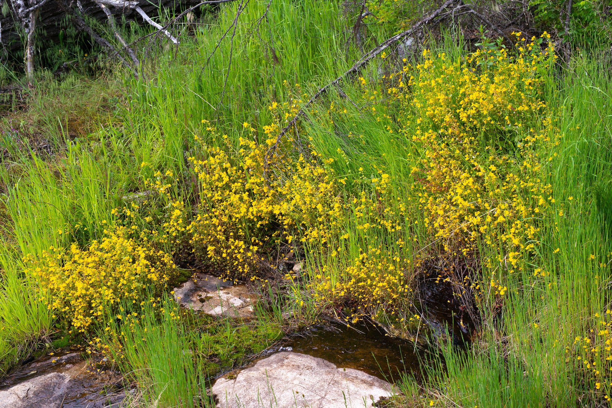 Yellow Monkeyflower (Erythranthe guttata)