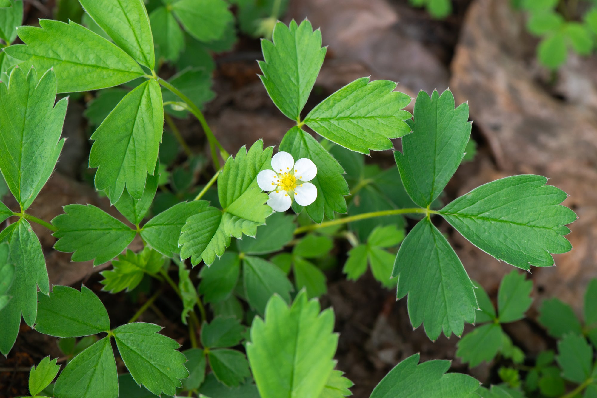 Wild Strawberry (Fragaria virginiana)