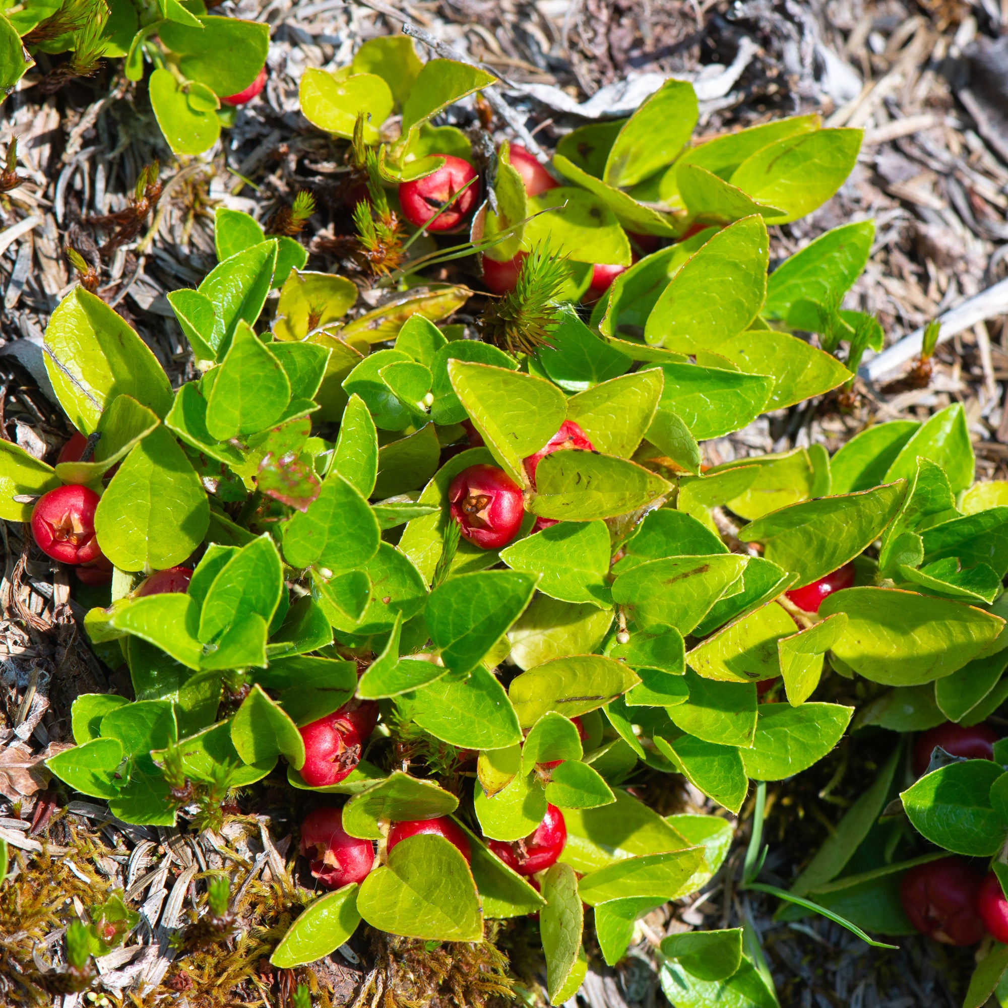 Alpine Wintergreen (Gaultheria humifusa)