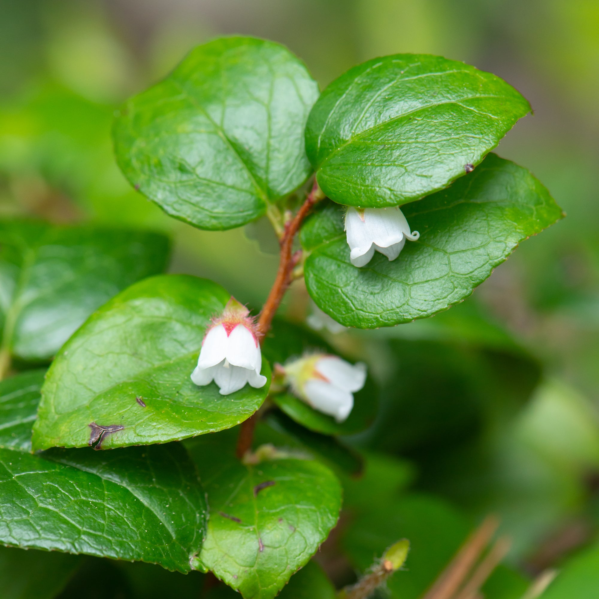 Slender Wintergreen (Gaultheria ovatifolia)