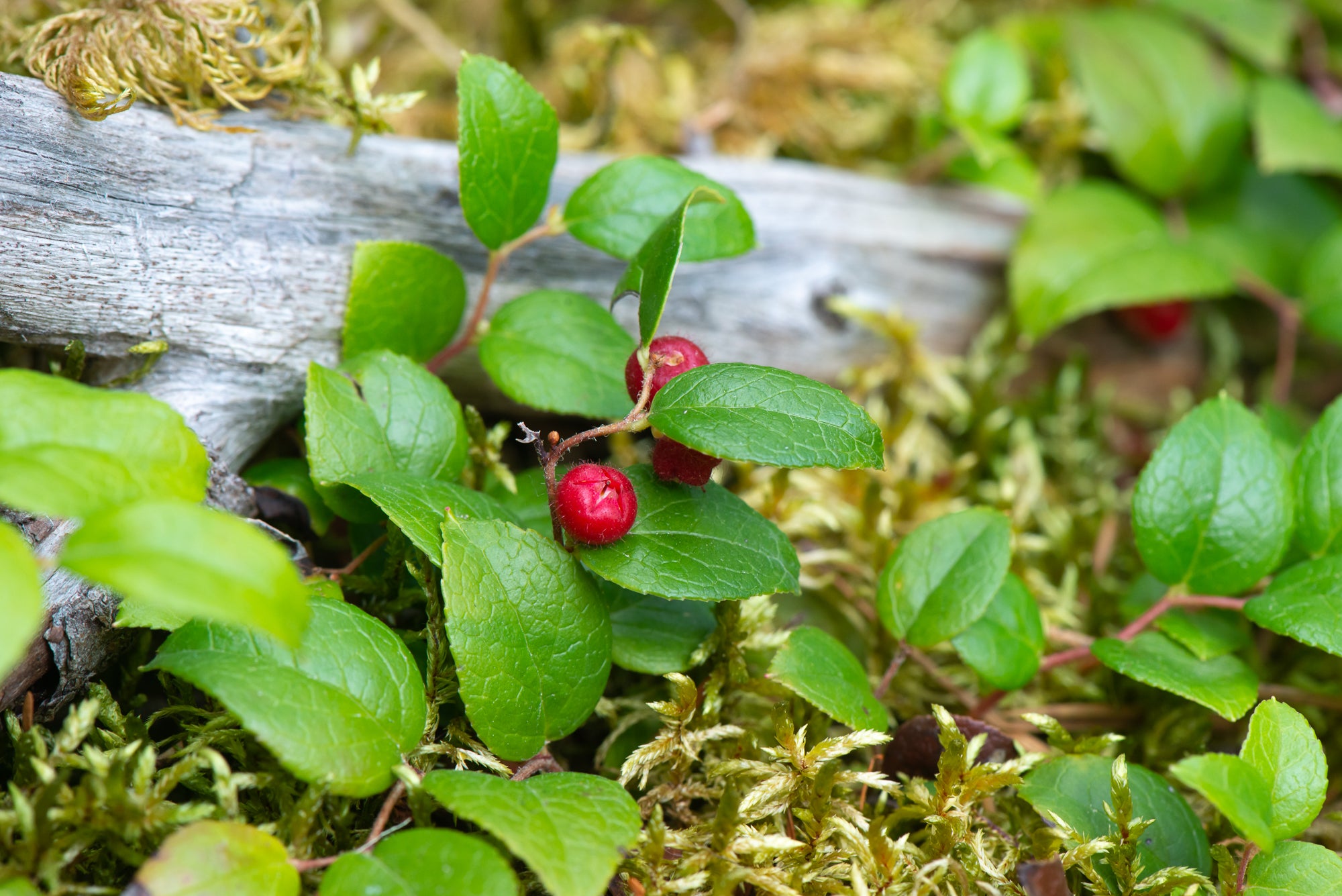 Slender Wintergreen (Gaultheria ovatifolia)