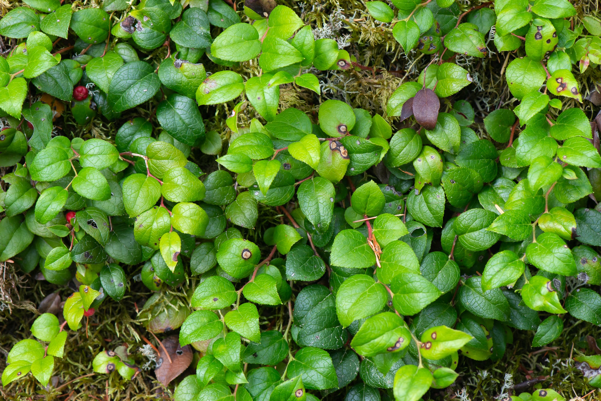 Slender Wintergreen (Gaultheria ovatifolia)