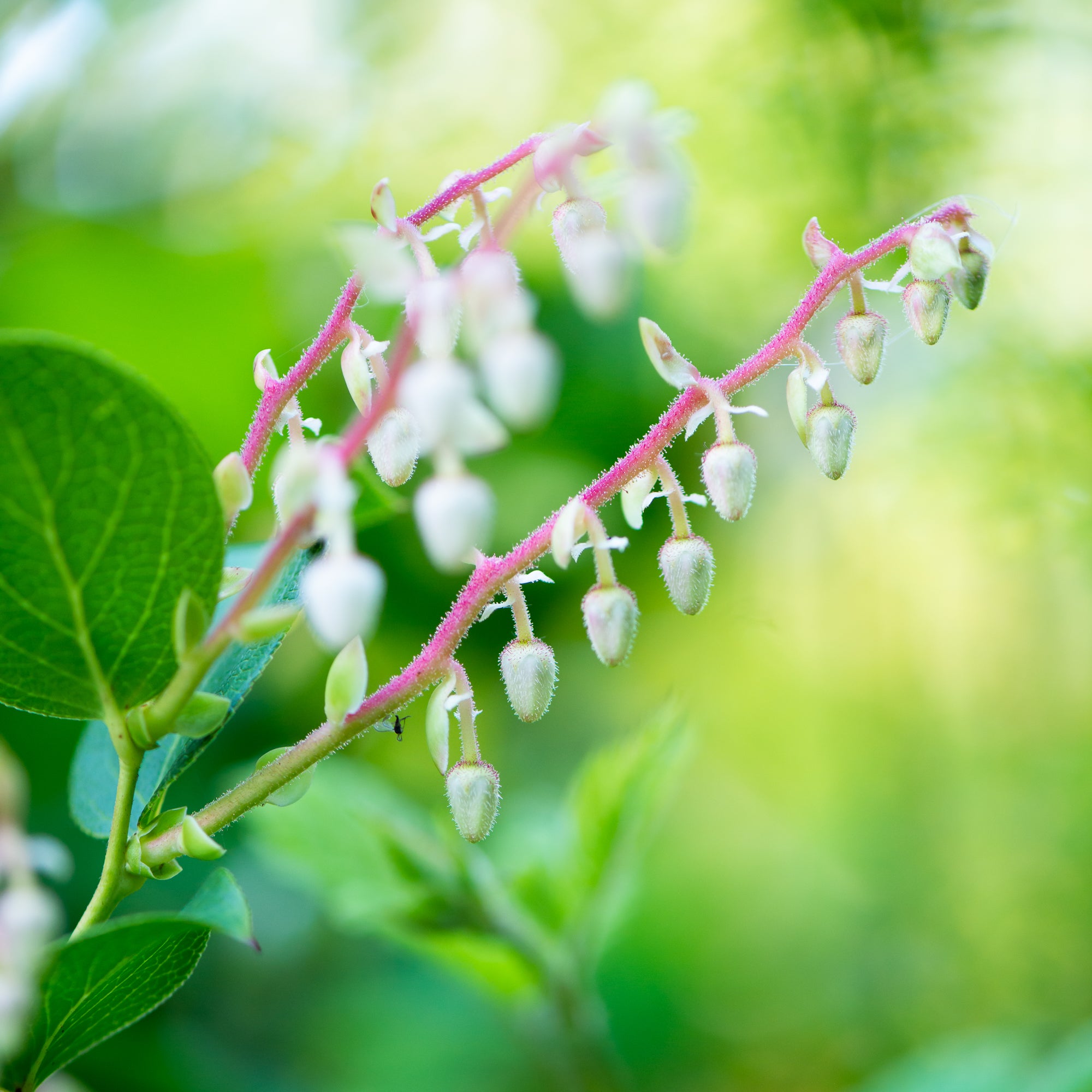 Salal (Gaultheria shallon)