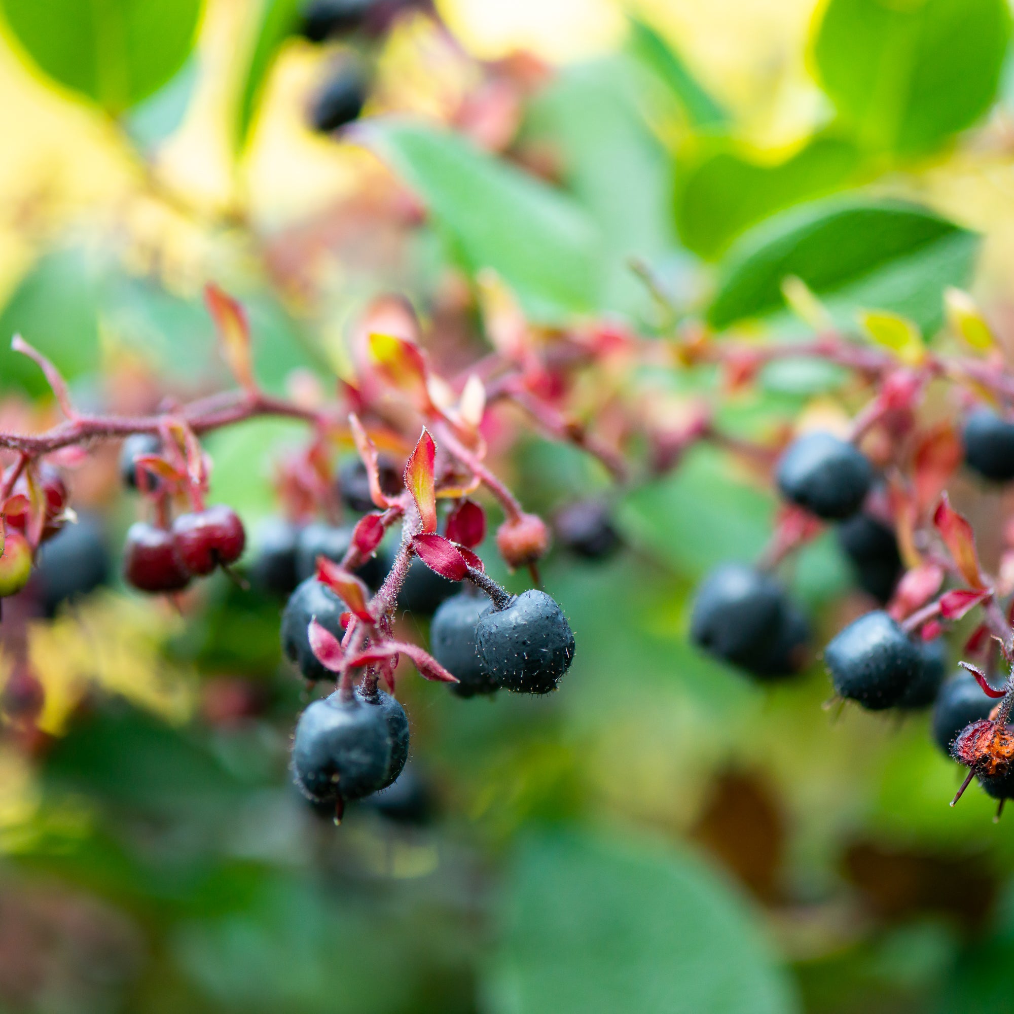Salal (Gaultheria shallon)