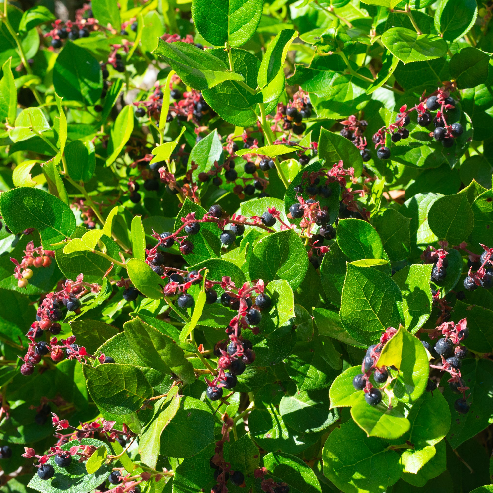 Salal (Gaultheria shallon)
