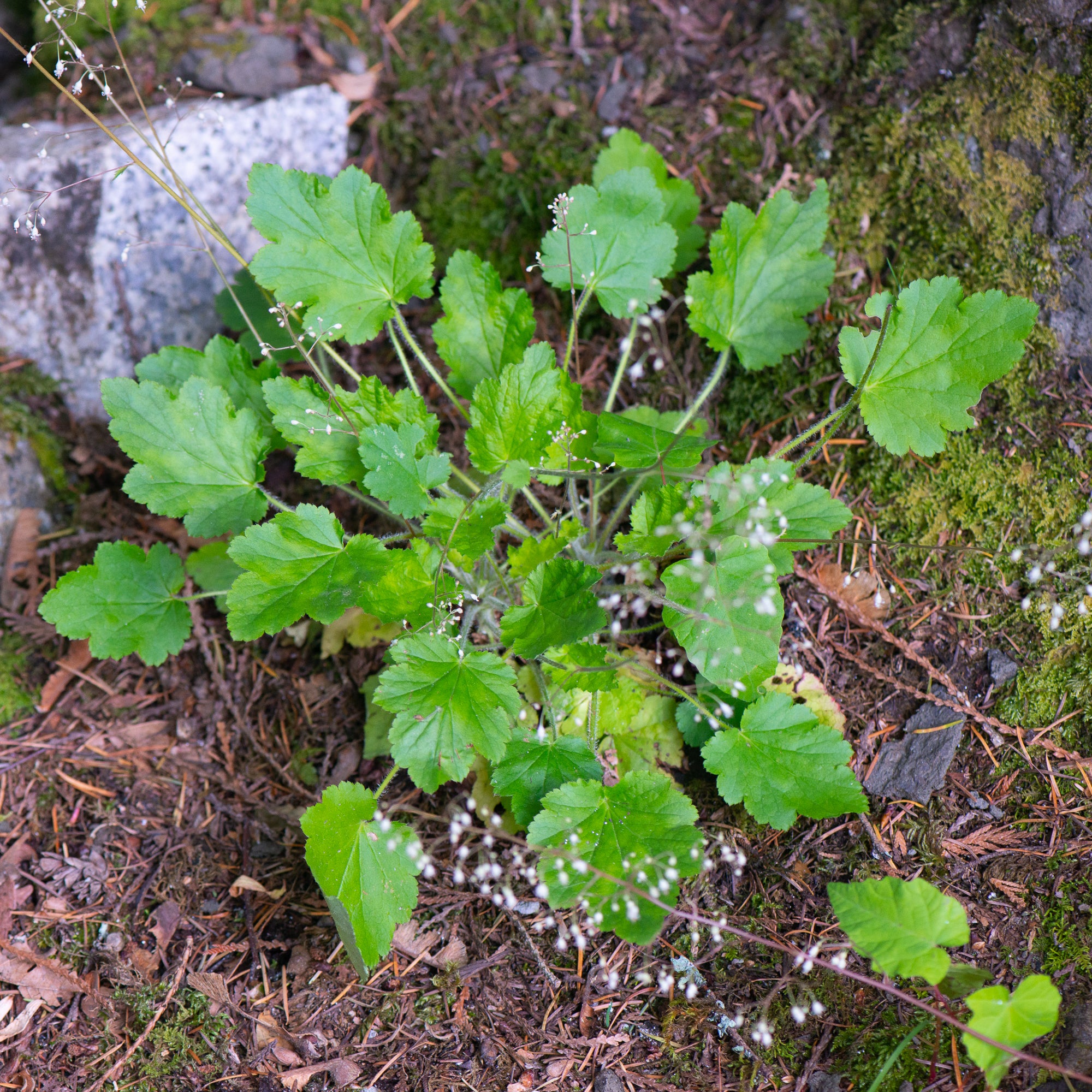 Small-flowered Alumroot (Heuchera micrantha)