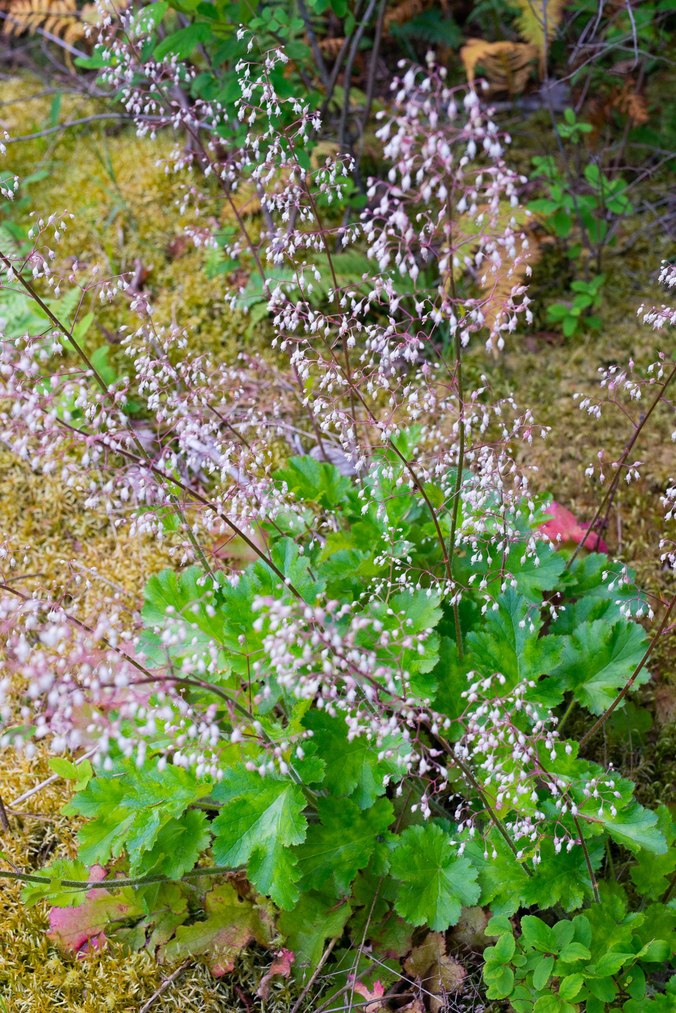 Small-flowered Alumroot (Heuchera micrantha)