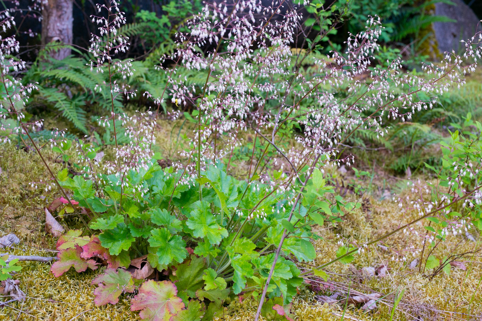Small-flowered Alumroot (Heuchera micrantha)